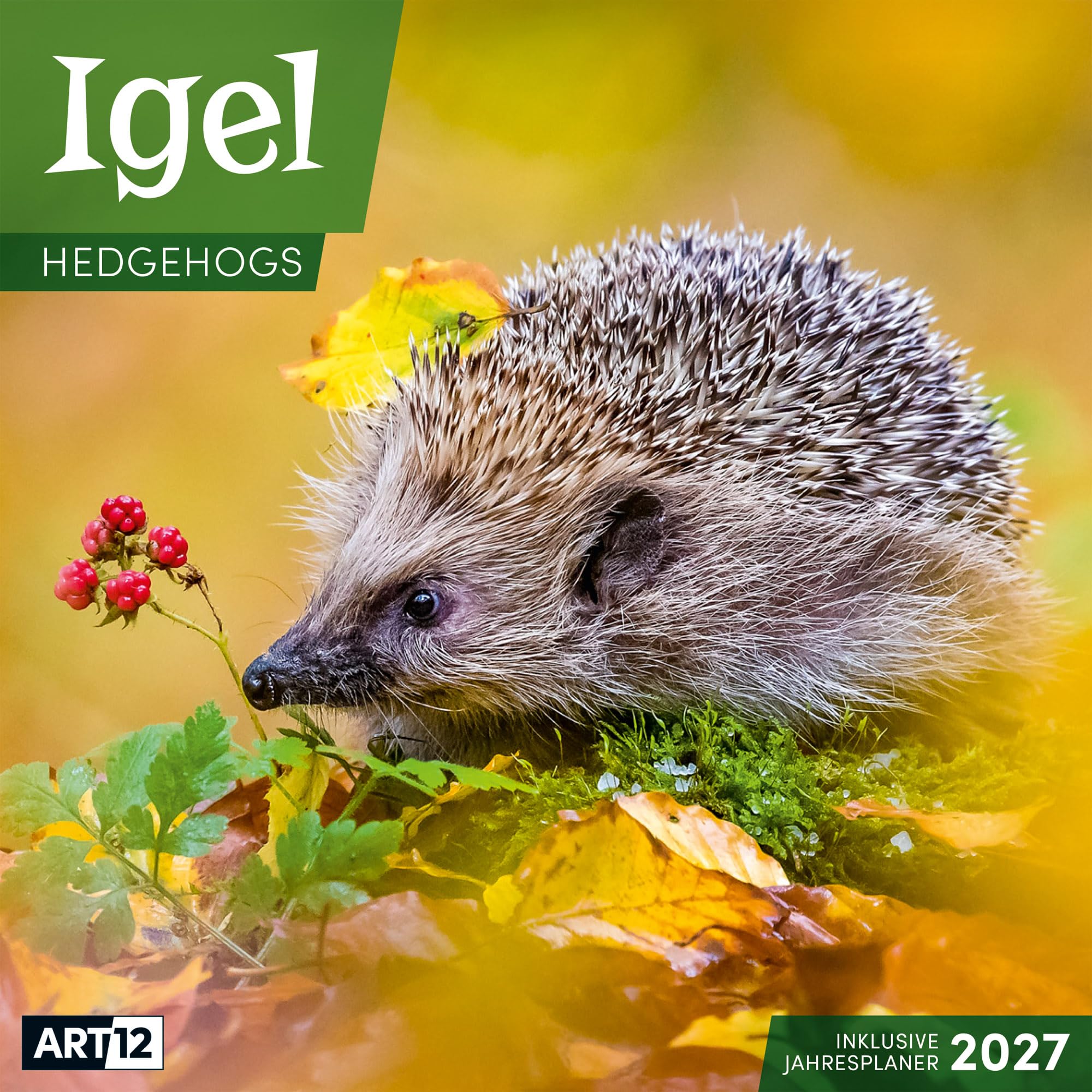 Igel Kalender 2027 - 30x30 - Art12: Bildstarker Tier-Kalender im schlanken Hochformat (aufgeklappt 30x60 cm) | mit Eintrage-Kalendarium