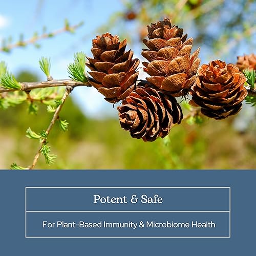 Miniatura 6 de Eclectic Institute Polvo de apoyo inmunológico Larix sin OMG  3 oz (81.5 g)