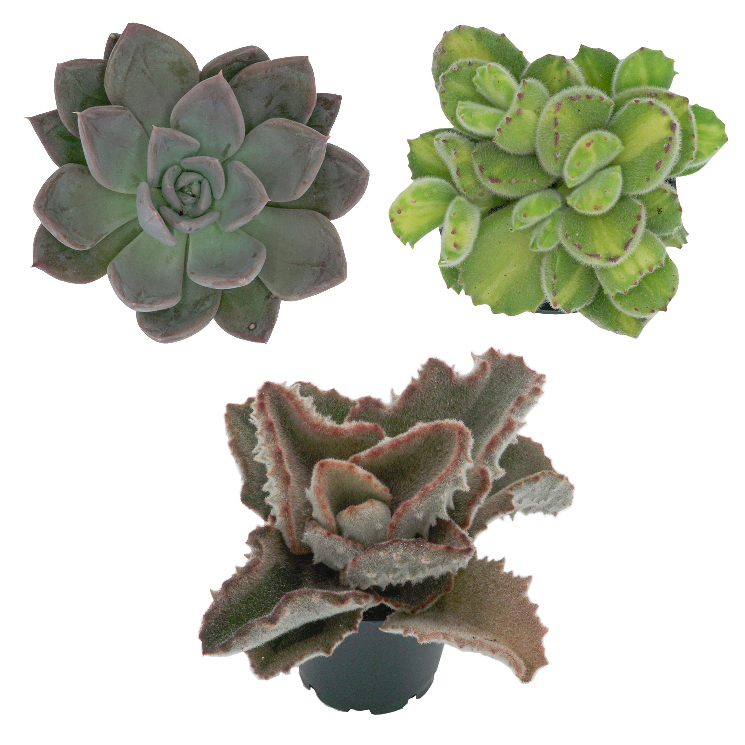 Sukkulenten Mix im 6cm Topf, verschiedene kleine Pflanzen, Geschenkset (3 Stück), Bunte Mischung