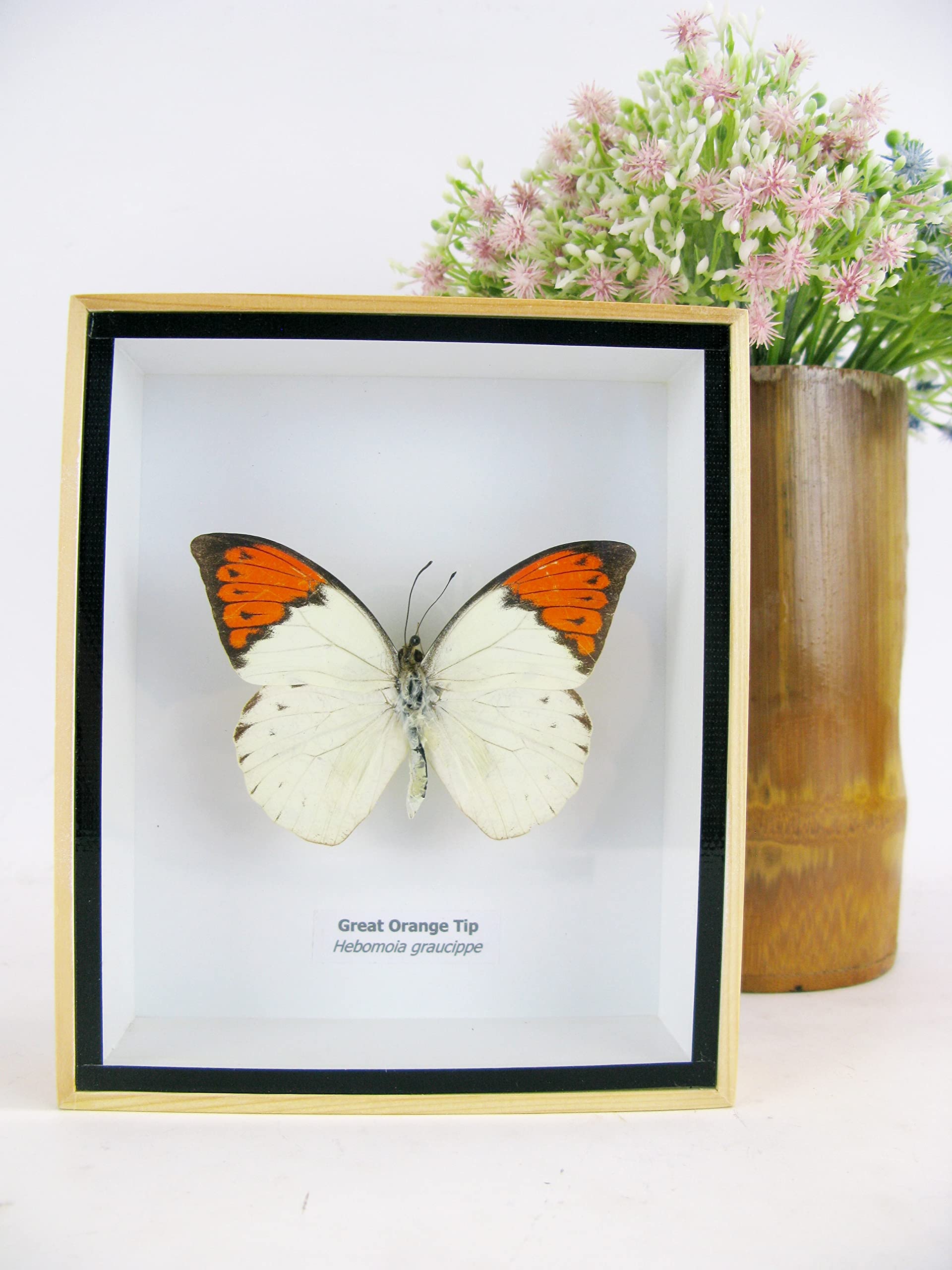 asiahouse24 Ein echter exotischer präparierter Schmetterlinge im Bilderrahmen Wandbild Schaukasten Entomologie Taxidermie (Great Orange Tip)