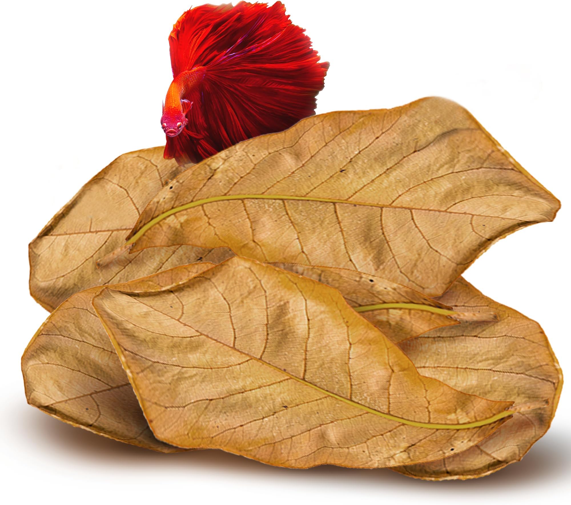 SunGrow Pack of 10 Indian Sea Almond Tree Leaves Aquarium, 20-23 cm (Catappa), Water Conditioner Leaves Improves Fish Health, Shrimp Food Accessories, Crab Food Dwarf Shrimp Aquarium Food