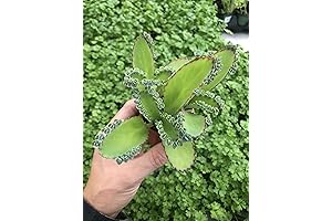 Kalanchoe "Mexican Hat Plant": A Healing Houseplant in a Tiny Pot