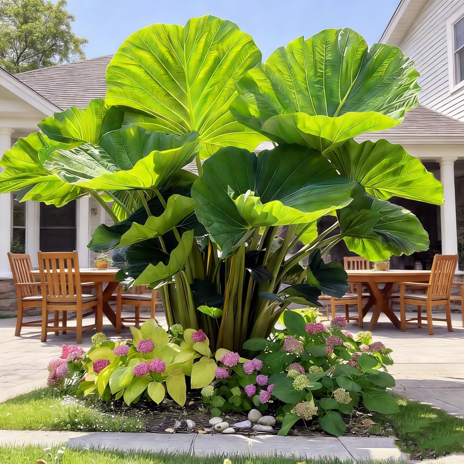 Bulk Elephant Ear Surprise Growth, Colocasia Gigantea Bulbs, No Watering Required, Drought Tolerant-6Bulbs-f