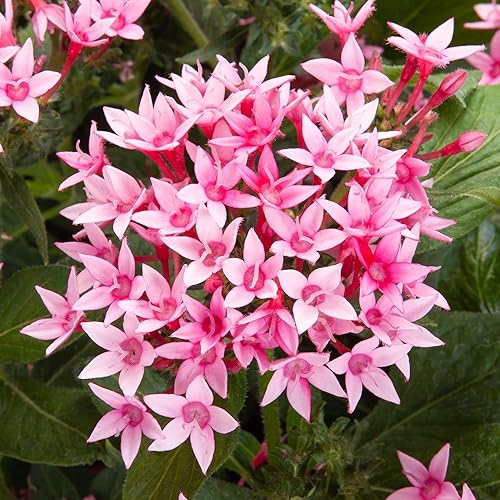 Miniatura 5 de Más de 1000 semillas perennes de Pentas Lucky Star para plantar al aire libre, flores de Pentas Lanceolata sin OMG, semillas de racimo de estrellas