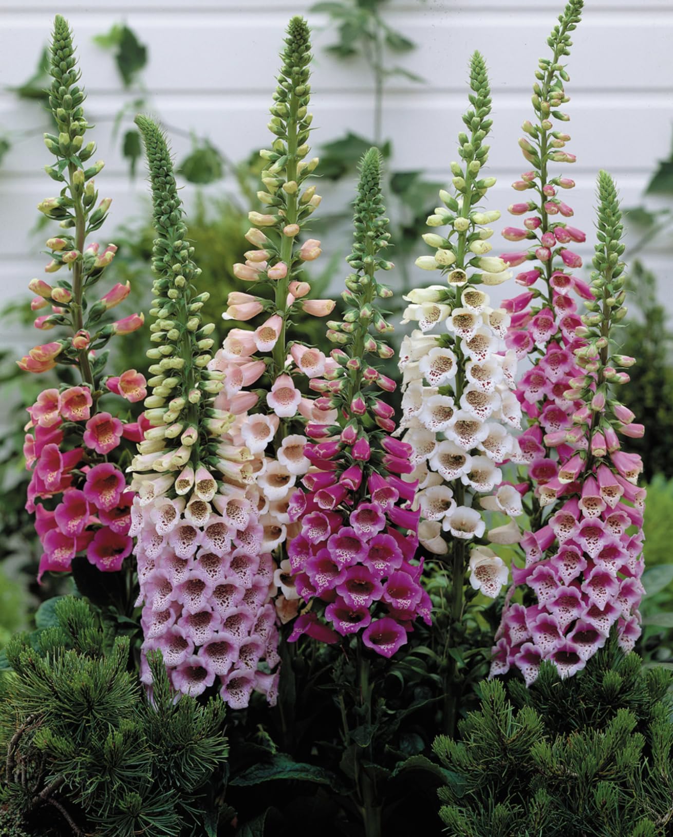 Foxglove Digitalis 'Dwarf' Mixed Colour x 6 Perennial Plug Plants Cut Flower Garden Ready