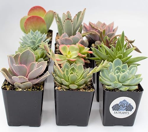Plantas crasas Pequeñas plantas suculentas San Diego  macetas de 2 pulgadas