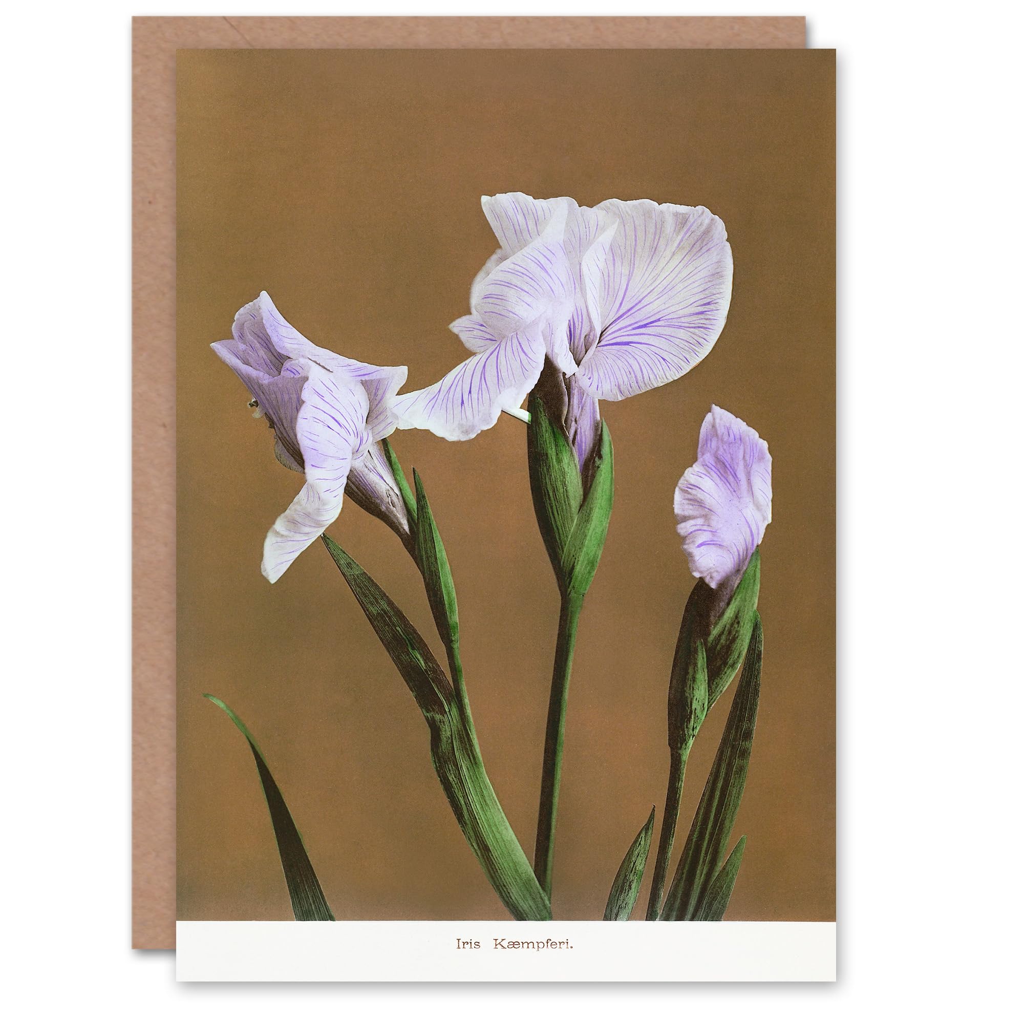 Artery8 Ogawa Kazumasa Art Card Japanese Water Iris Flowers