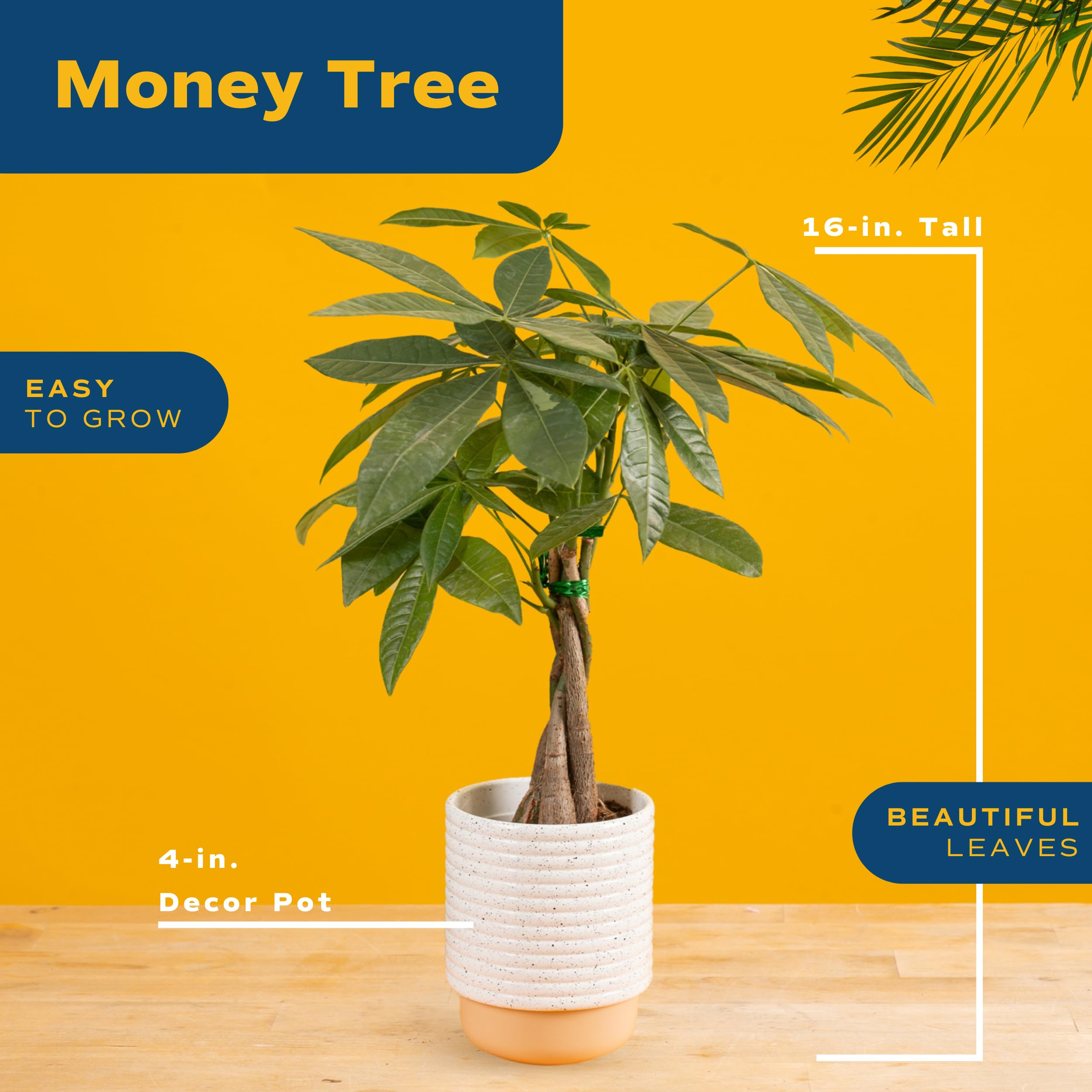 blue philodendron Philodendron Royal Queen 17cm