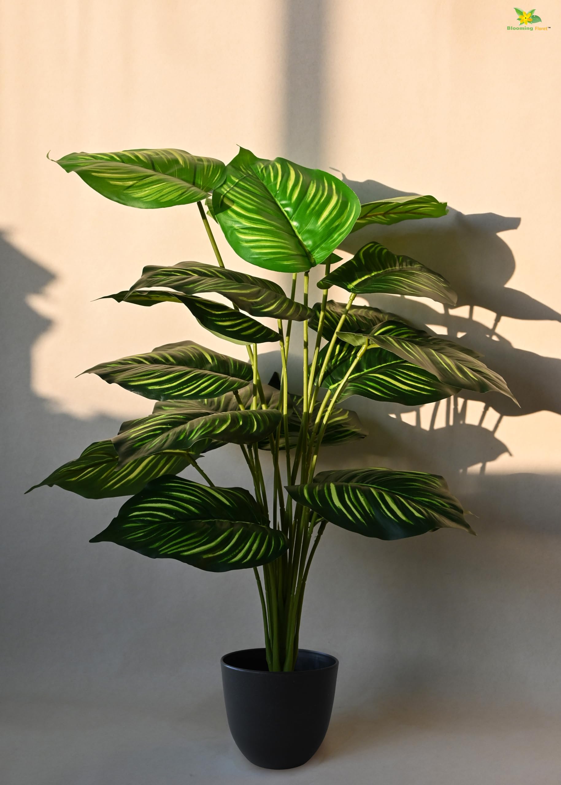 See full amazon price history chart for Blooming Floret Artificial Calathea Orbifolia Plant for Home Decor/Office Decor/Gifting | 63.5 cm Tall Ornamental Plant with Basic Black Pot |18 Leaves | Big Natural Looking Indoor Plant Blooming Floret Artificial Calathea Orbifolia Plant for Home Decor/Office Decor/Gifting | 63.5 cm Tall Ornamental Plant with Basic Black Pot |18 Leaves | Big Natural Looking Indoor Plant (B0BQRL7769) Amazon Price History, Amazon Price Tracker