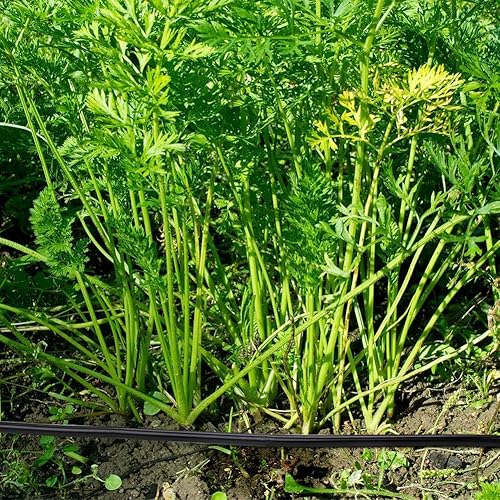 Miniatura 5 de Tubo de riego de 38 de pulgada de 50 pies, tubo de distribución en blanco resistente, juego de equipos de riego automático por goteo para jardín,