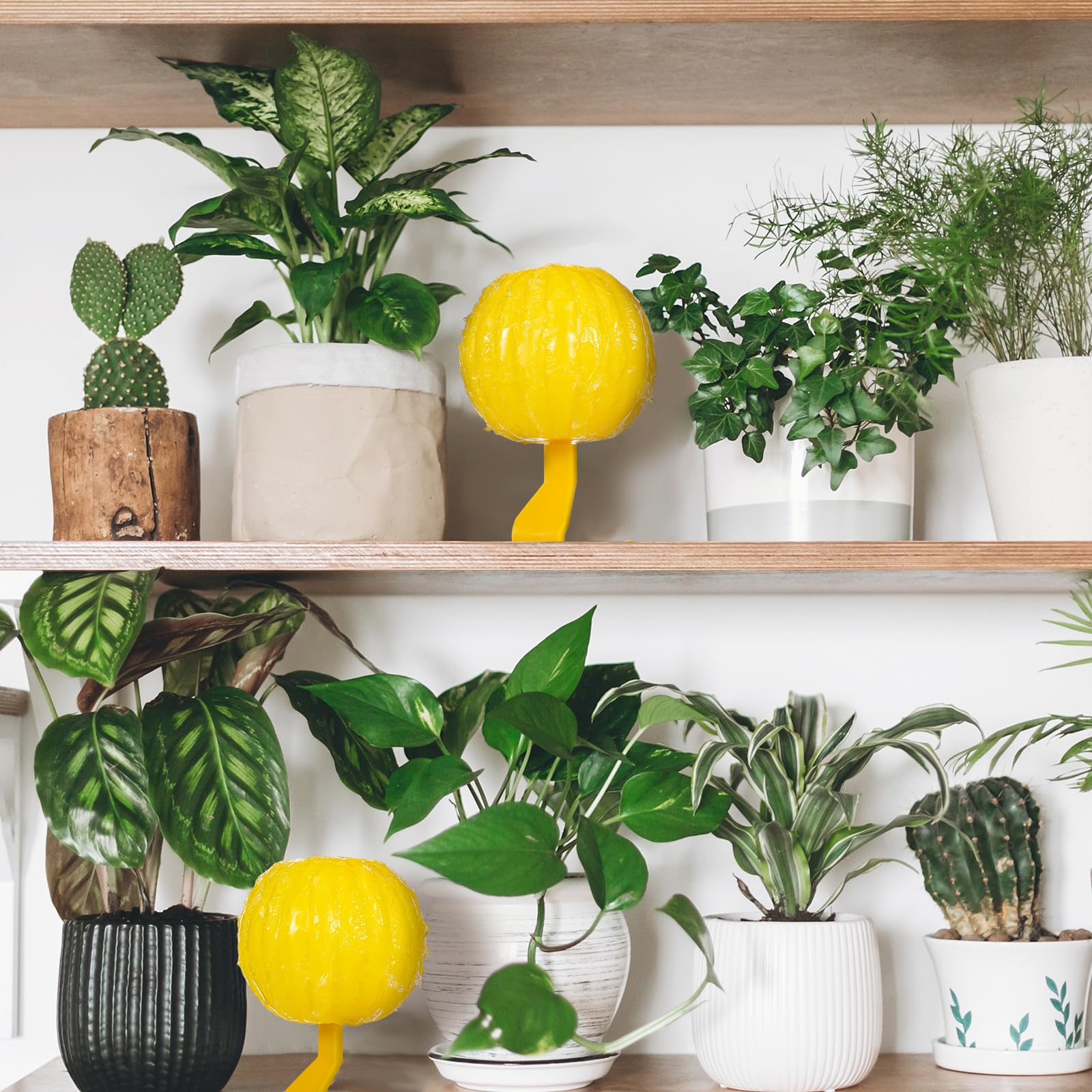 Qualirey 10 trampas adhesivas para moscas de la fruta, trampa de insectos naranja, trampa adhesiva para plantas, árboles, moscas de la fruta, bola adhesiva para atrapar moscas para interiores y