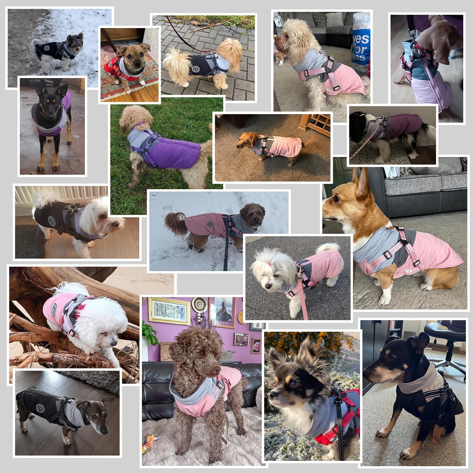 Savlot - Cappotto per cani con imbracatura, cappotti per cani di piccola taglia, giacca invernale per cani di piccola taglia, antivento, riflettente (L, verde + grigio)
