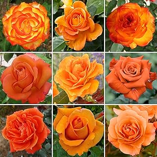 Hermosa Rosa en Maceta Naranja | Rosas de Jardín Premium con Flores de Verano Coloridas