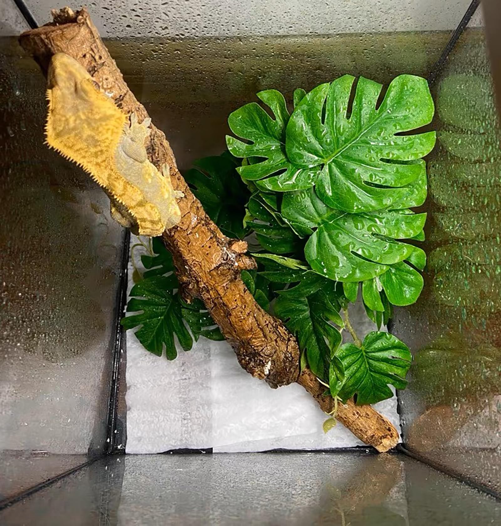 Woyrise Plantas de reptiles para terrario, plantas colgantes artificiales con ventosas, decoración de hábitat de tanque de anfibios, planta de plástico para dragones barbudos, lagartos, serpientes