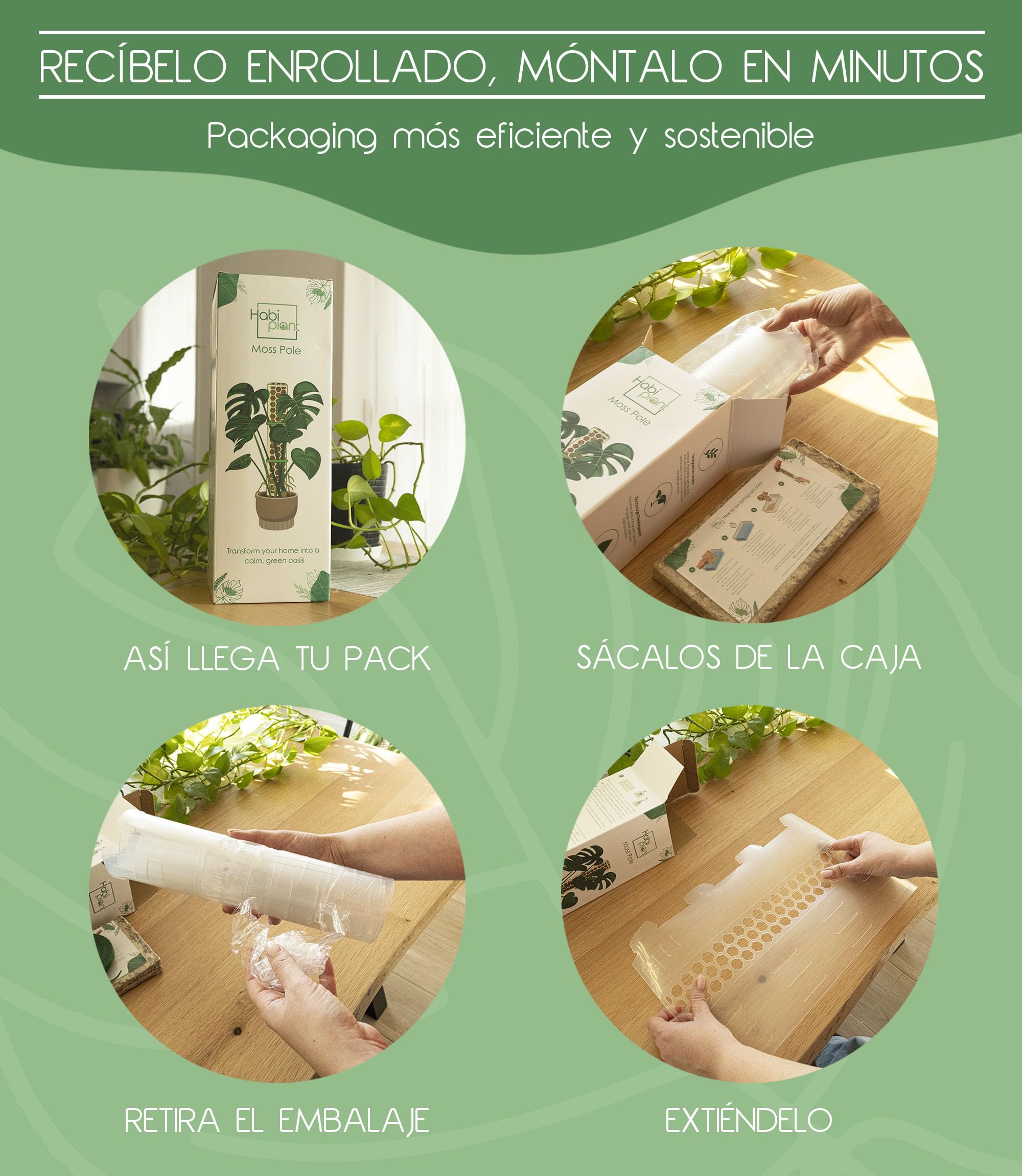 Set 6 Tutores de Musgo para Monstera Plantas Trepadoras de Interior Incluye Musgo Sphagnum 200g y Velcro 5m Tamaños L/M/S Soporte de Plastico Extensible Ideal Pothos Philodendron Aroides