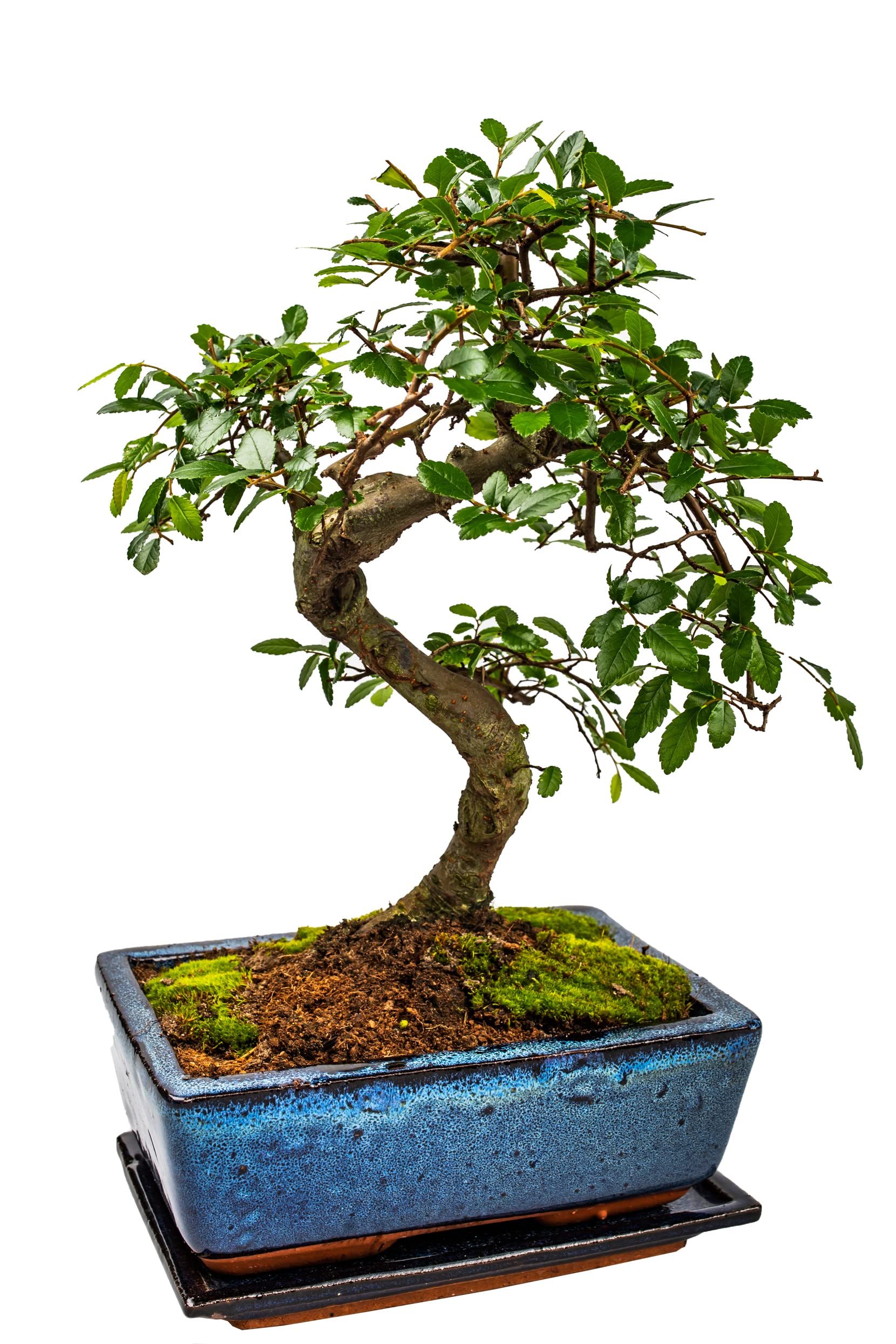 Bonsai Baum mit Keramik Blumentopf - Chinese elm - ca. 10 Jahre (ca.30-40 cm hoch)