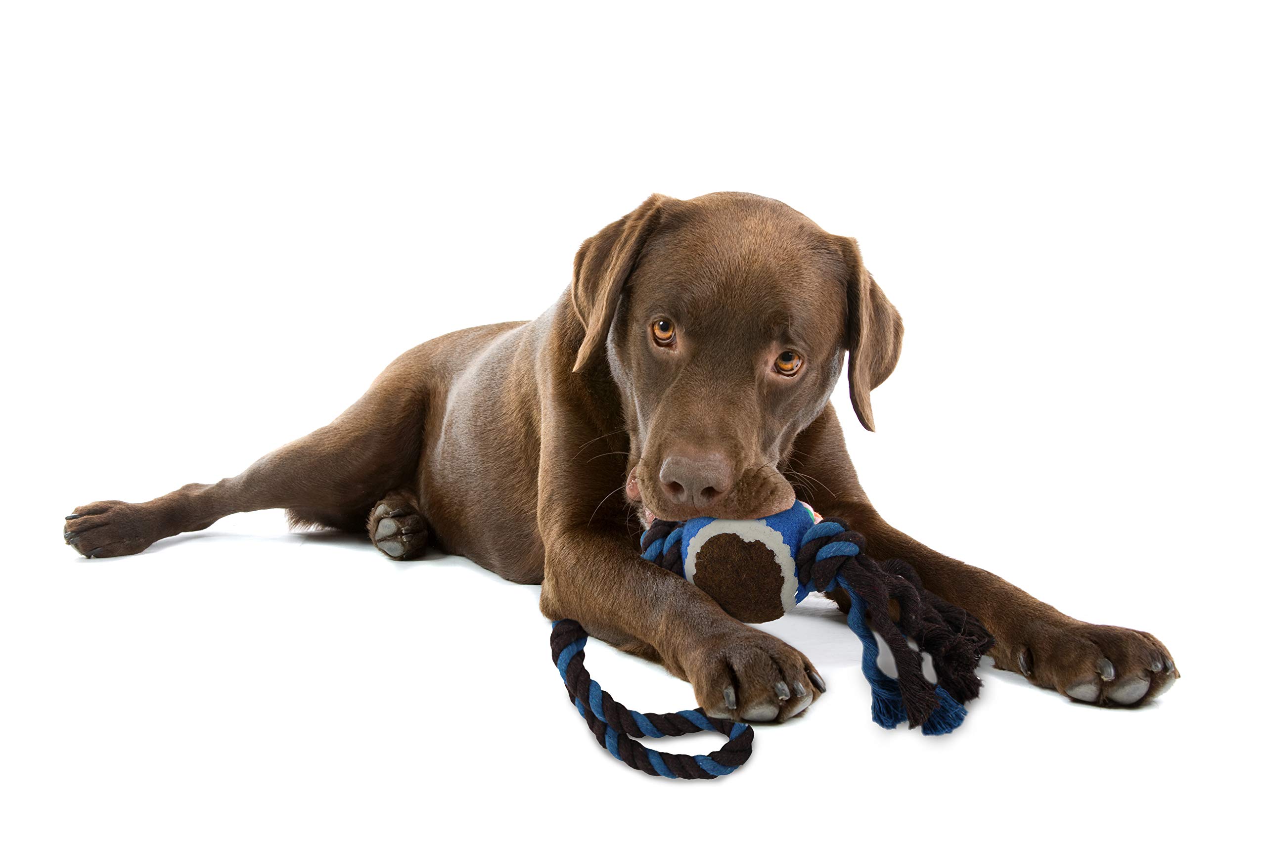 Pets First Feeding Spielzeug für Katzen, Hunde und kleine Säugetiere | praktischer Spenderball für kontinuierlichen Spaß und gesunde Gewohnheiten, blau