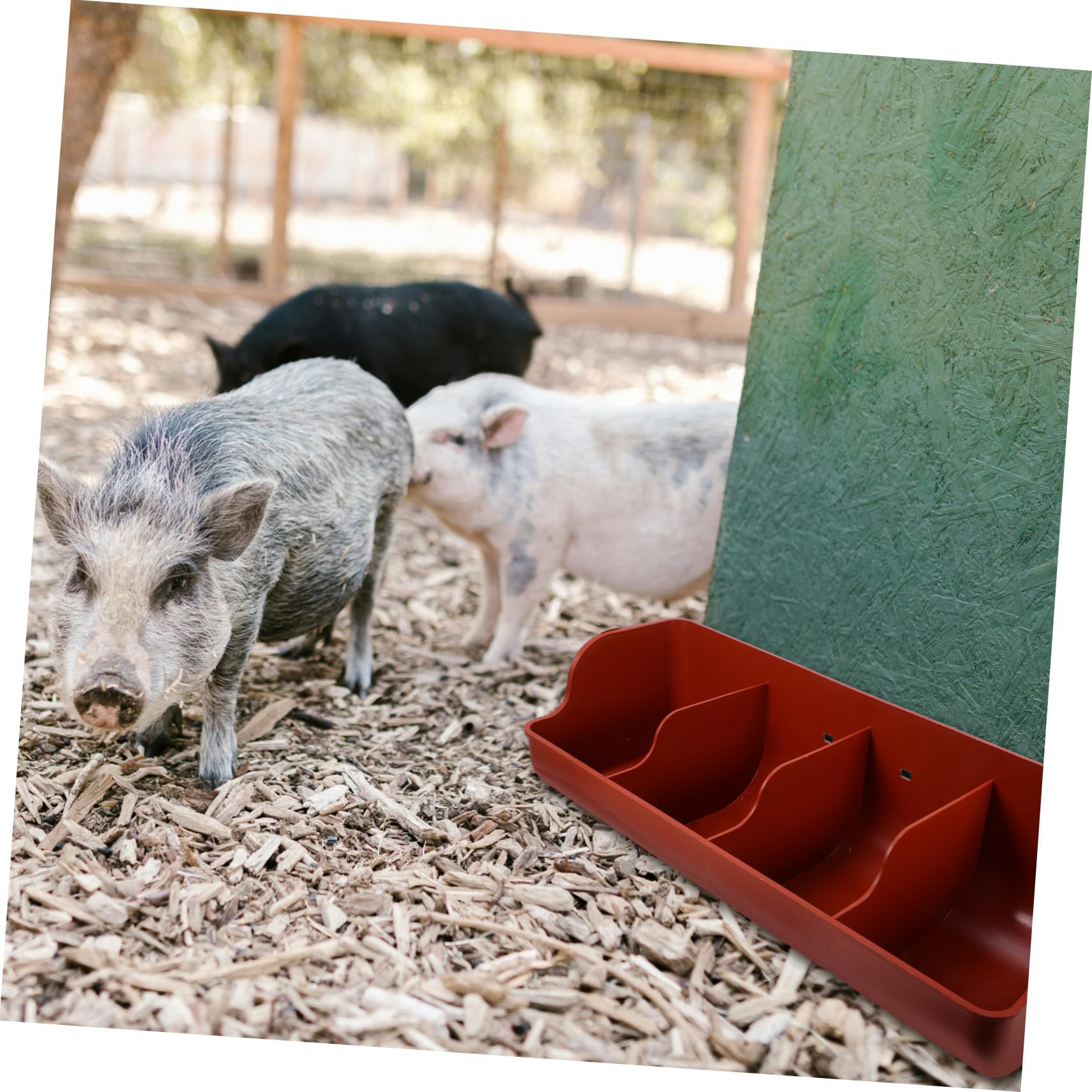 Mangiatoia per Suinetti in Plastica Multi-scomparti, Resistente Agli Urti, Capacità Multipla per Allevamento Suino in Contesto Agricolo