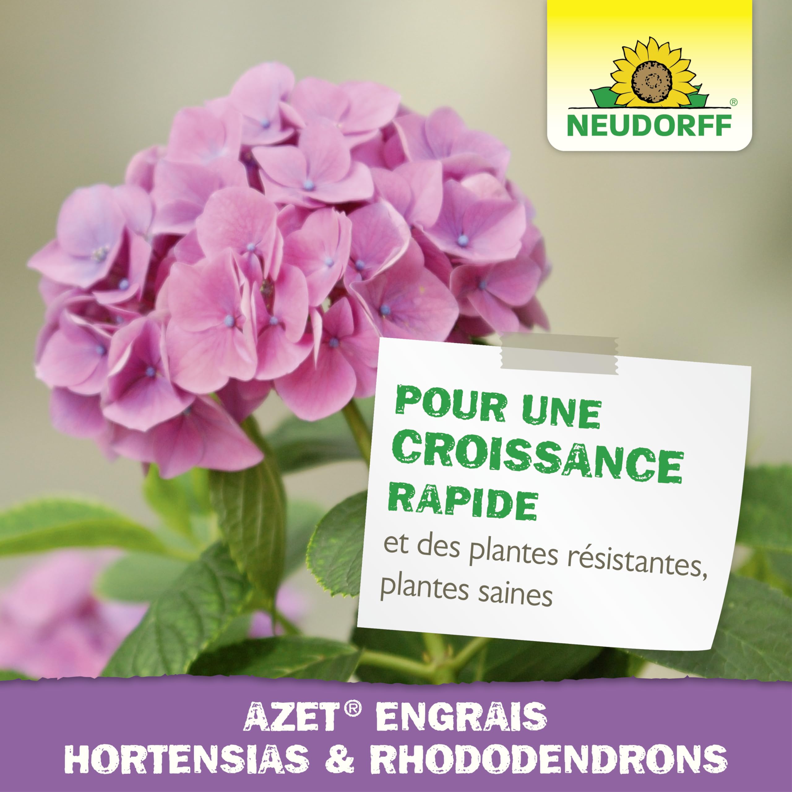 Neudorff Azet Engrais hortensias & rhododendrons – Engrais liquide naturel avec fer pour une floraison luxuriante et des hortensias, rhododendrons, azalées et camélias résistants, 1 L