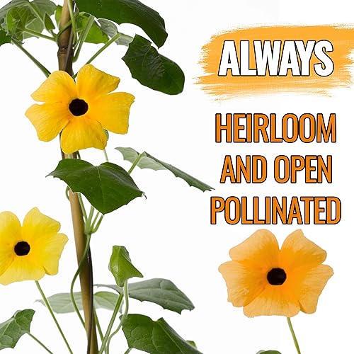 Miniatura 4 de Seed Needs, Black-Eyed Susan - Semillas de vid  100 semillas de reliquia para plantar Thunbergia alata  Cubre una cerca o enrejado (paquete de 1)