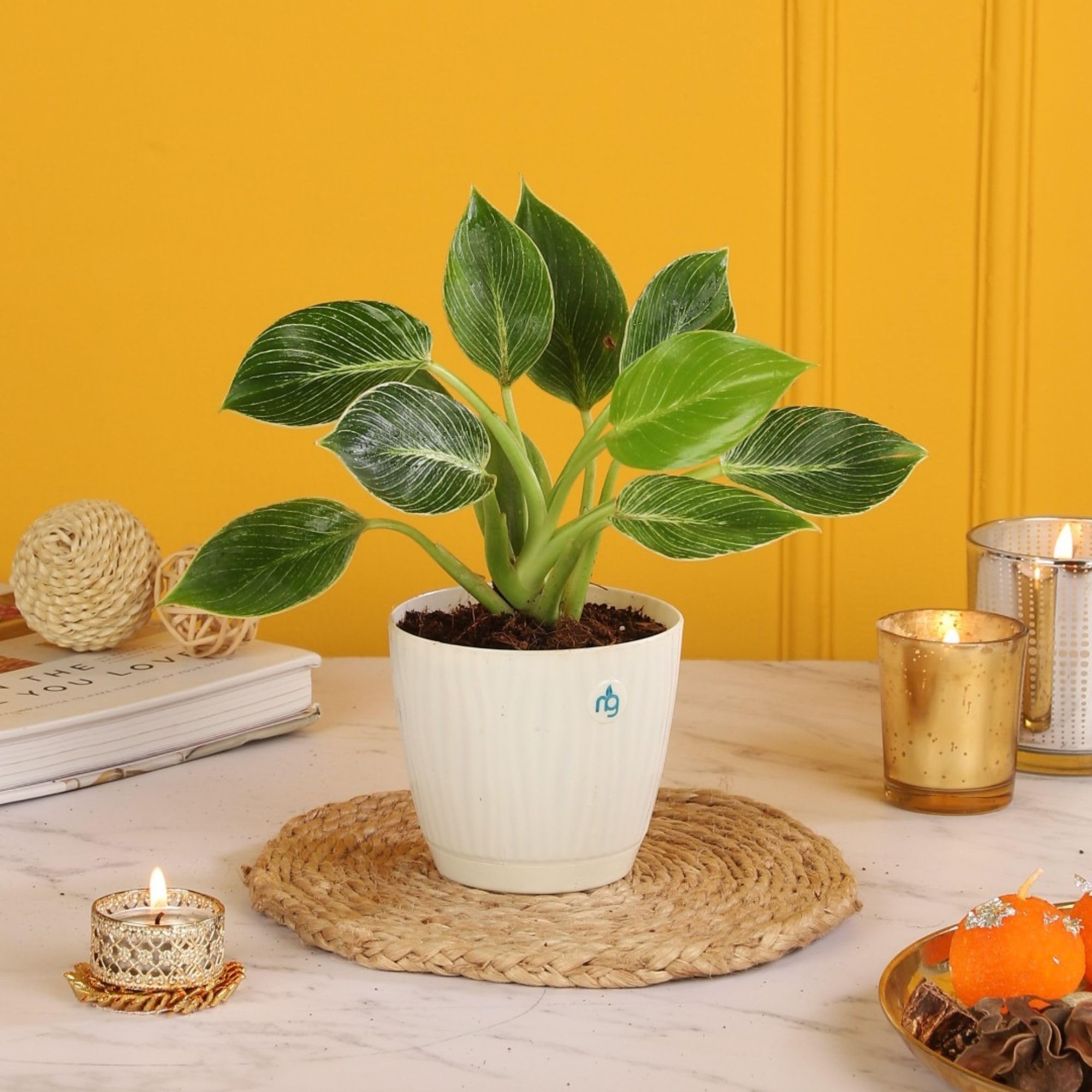See full amazon price history chart for Nurturing Green® Birkin Plant in 3.7 Inch Plastic Self-Watering Pot | Feng Shui Money Plant | Indoor Air Purifying Plant | Live Plants With Pots Nurturing Green® Birkin Plant in 3.7 Inch Plastic Self-Watering Pot | Feng Shui Money Plant | Indoor Air Purifying Plant | Live Plants With Pots (B0DFGLP1RV) Amazon Price History, Amazon Price Tracker