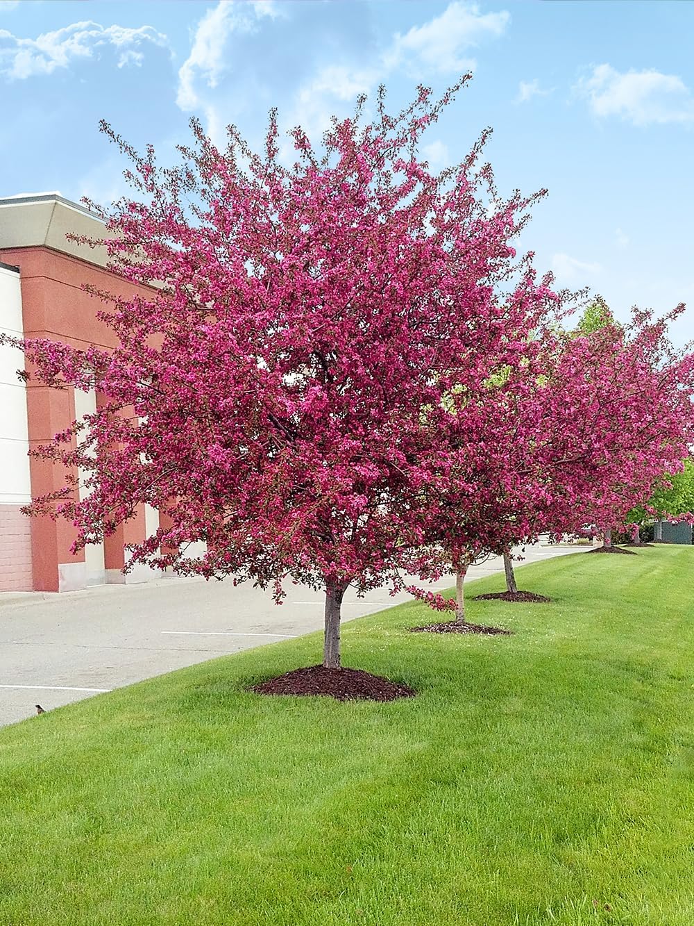 Centurion Crabapple Tree, Vibrant Pink-Red Flowering, Cold Hardy, Vibrant Reddish Foliage, 7 Gallon (Due to Agricultural Laws, we Cannot Ship to CA, AZ, AK, or HI)