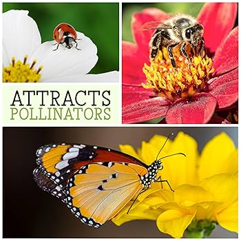 aoiポピー Amazon.com : 100 Giant Double RED Peony Poppy Papaver