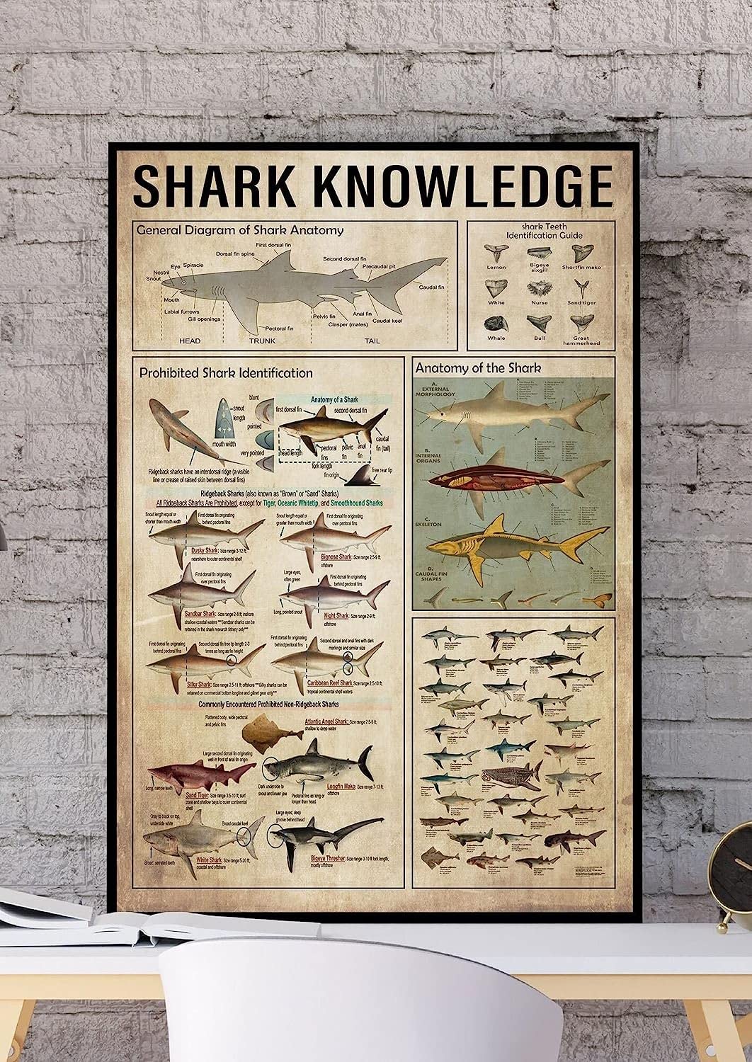 Bonoff Shark Knowledge Poster, Shark Tooth Identification Guide, Kids Room Decor, 12X8 Inches