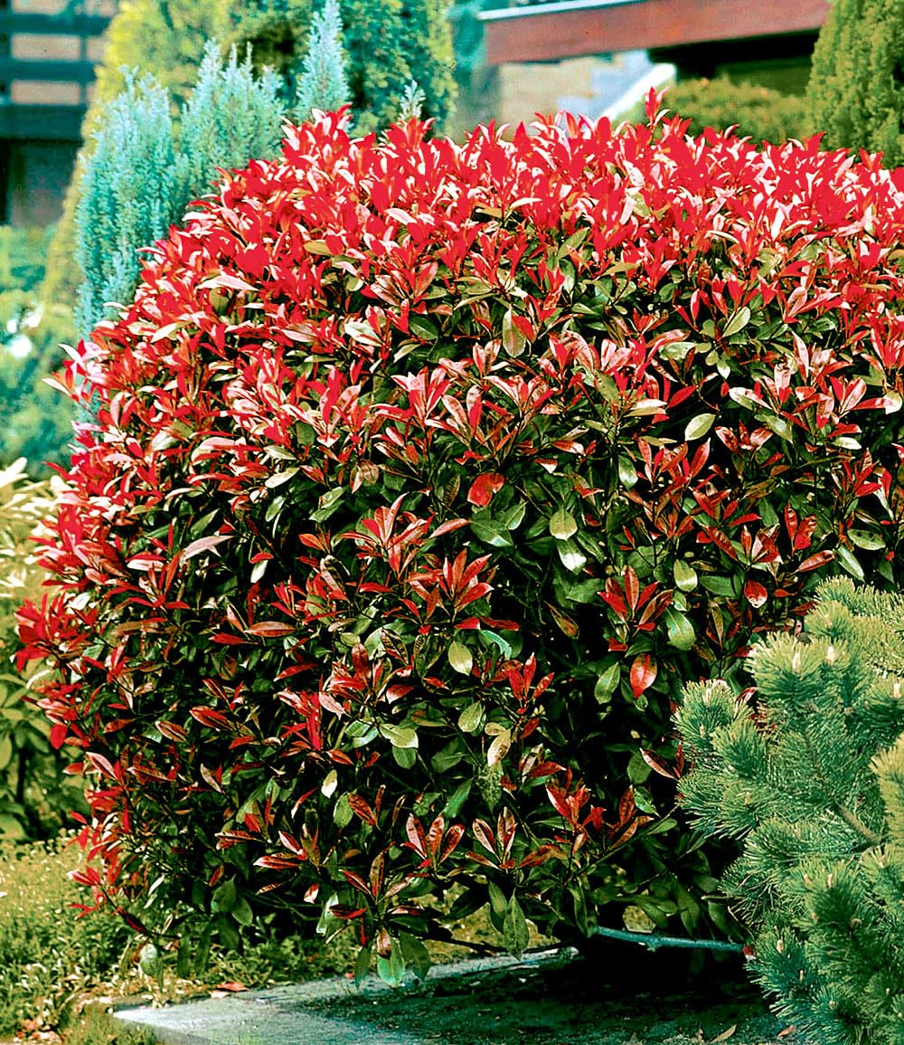 kaktus euphorbia Bestelle die dreikantige Wolfsmilch bei BloomboxClub – Bloombox Club DE main image 0