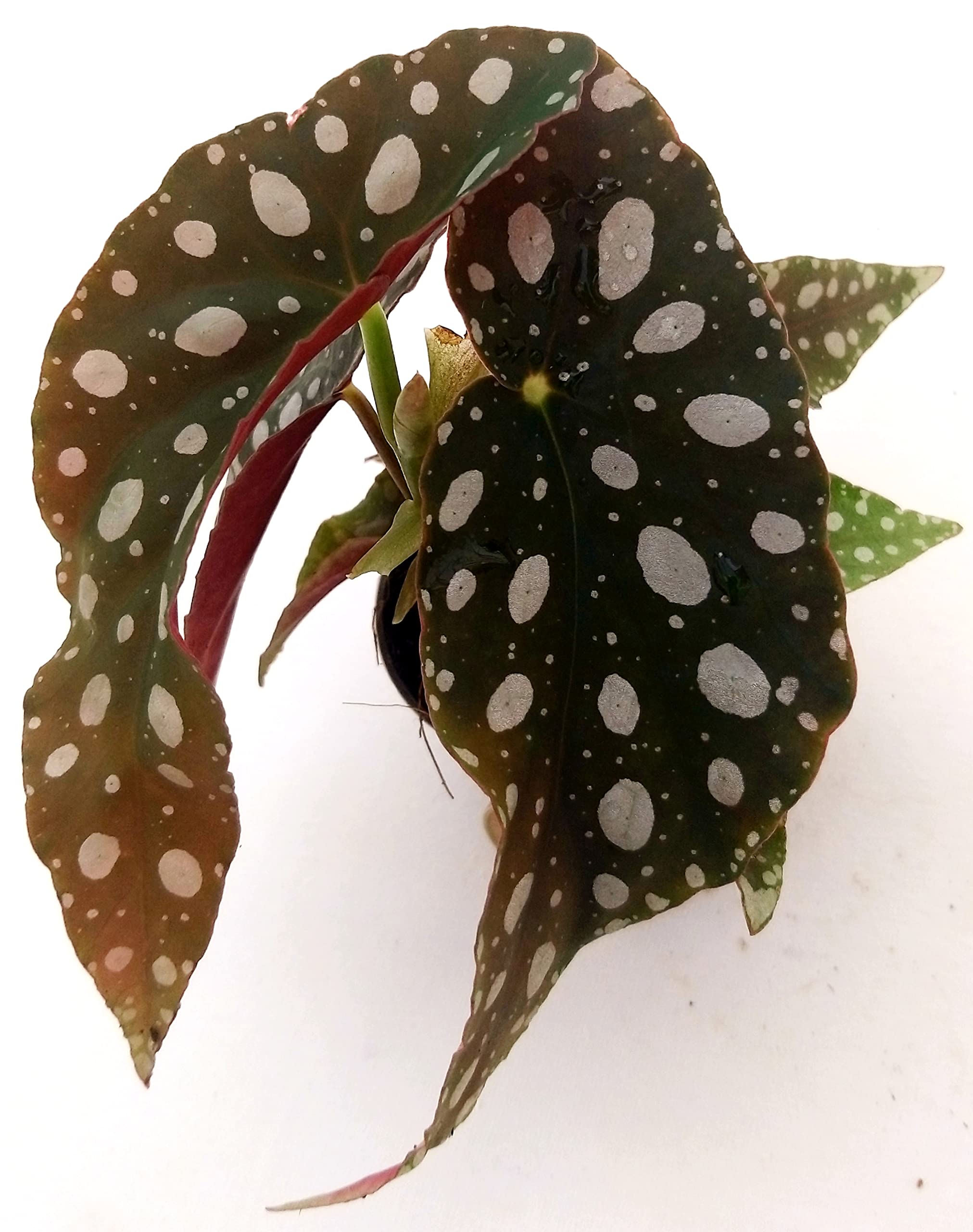 POWERS TO FLOWERS - BEGONIA MACULATA MINI IDEALE PER TERRARIUM, pianta vera
