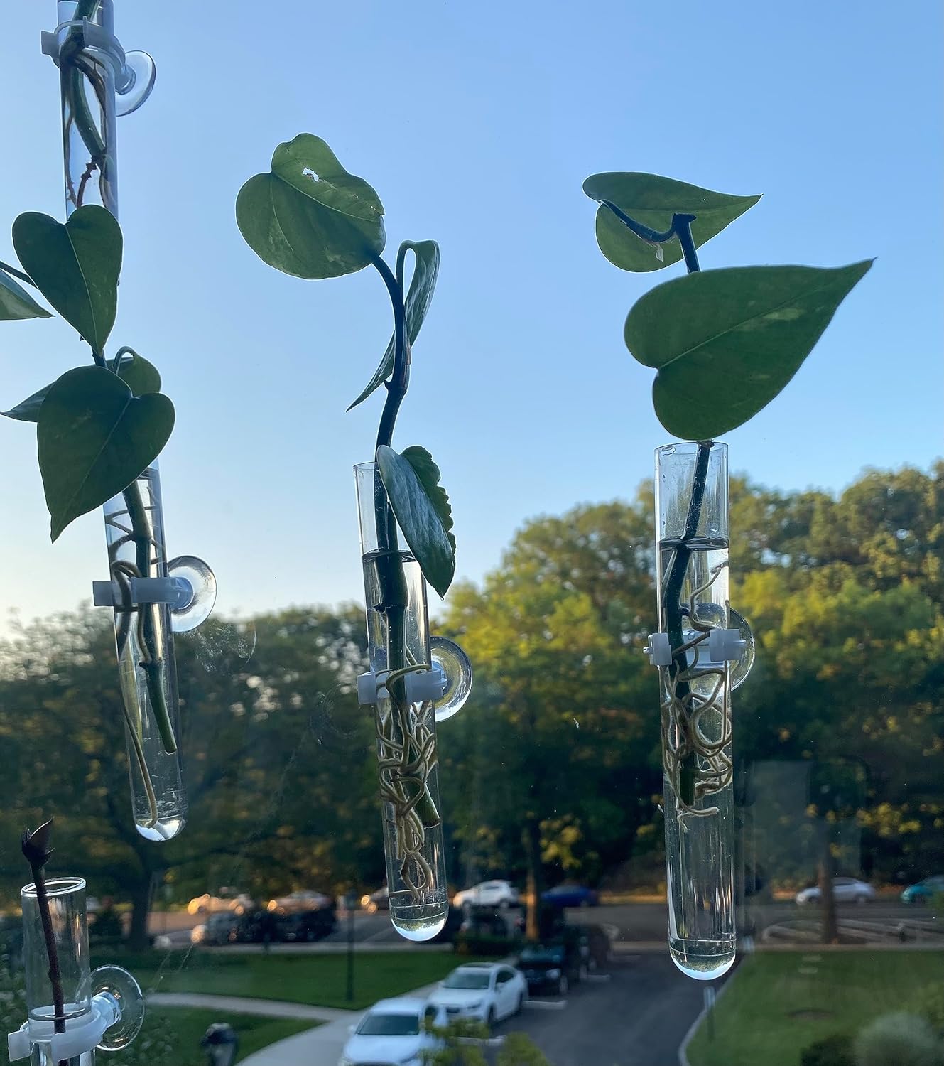 Window Propagation Vases, Glass Test Tubes Vases with Suction Cups for Propagation, hydroponic projects, Home Decor, Car Decor, Bathroom Decor Pack of 4