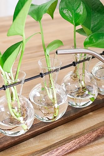 Miniatura 6 de Ivolador - Estación de propagación de escritorio, terrario de plantas con soporte retro de madera maciza y soporte giratorio de metal para plantas