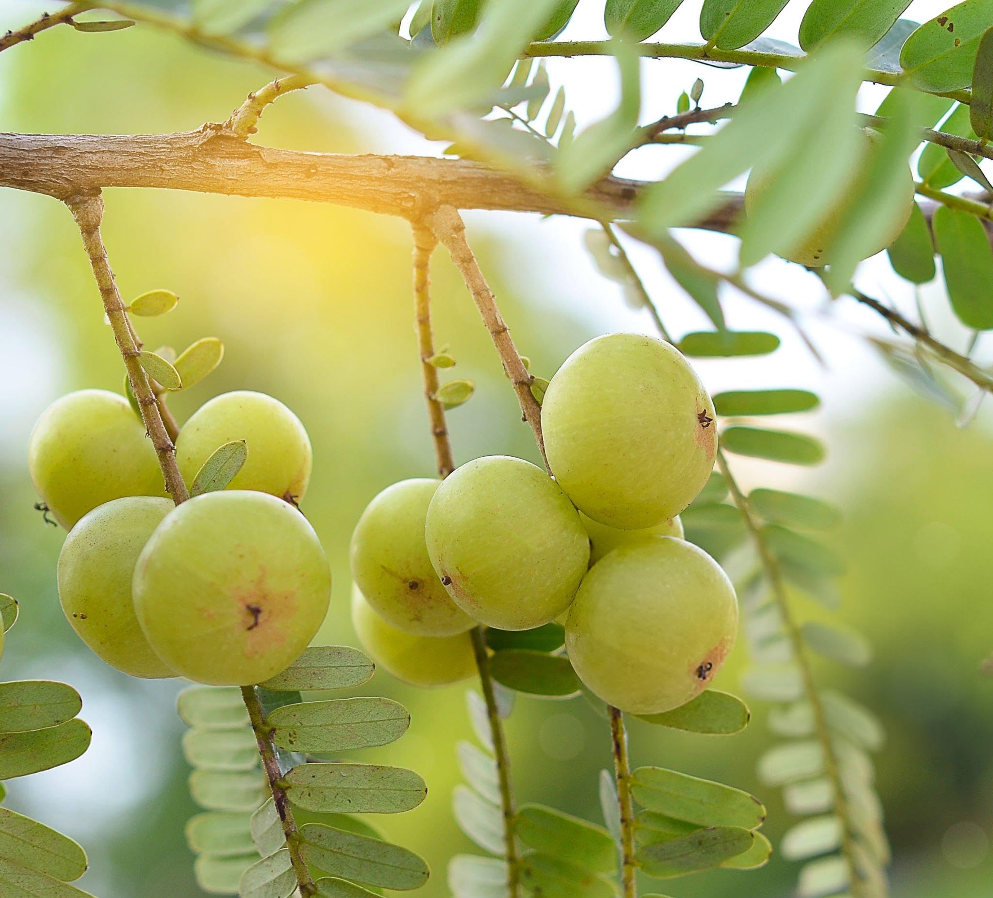 Amla (Big Size Fruit) Indian Gooseberry, Pack of 1