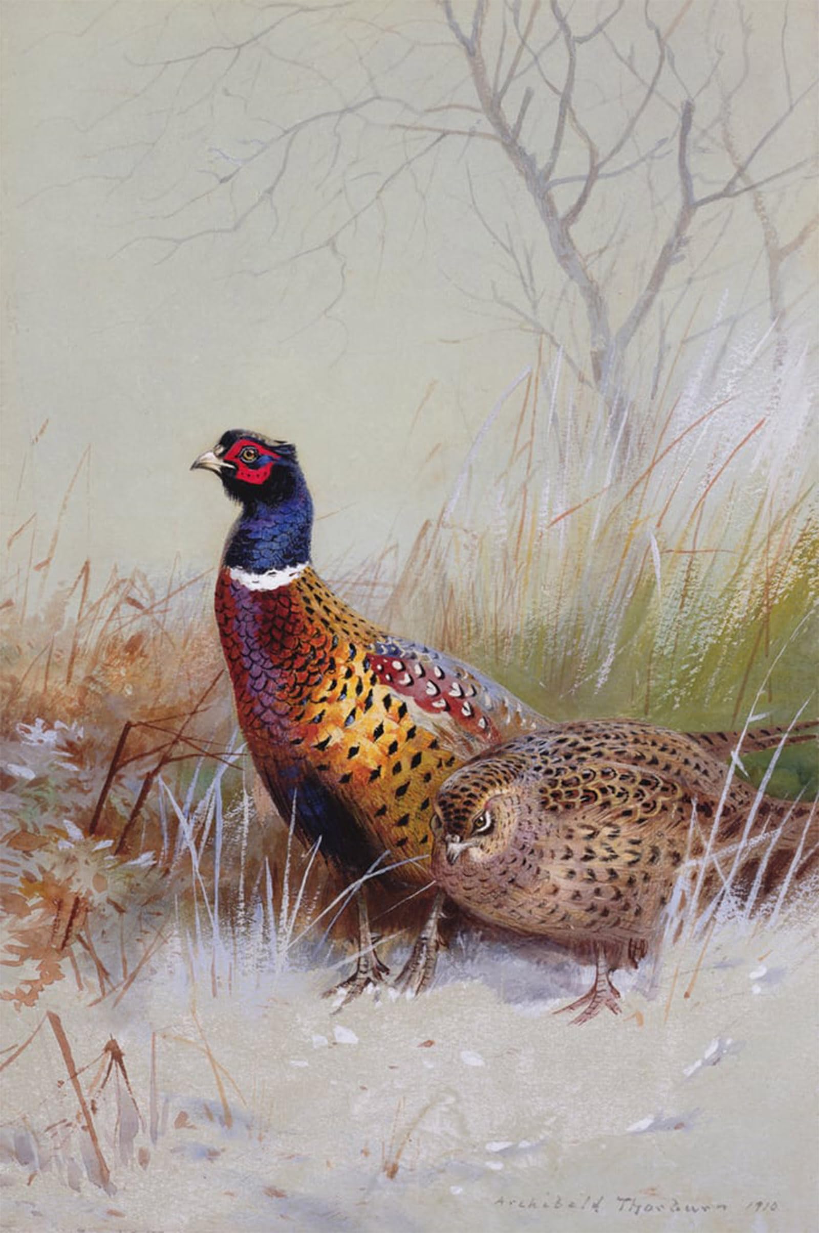 ARTXLXXBN Famous Print Painting Colorful Art Print Chinese Round Necked Pheasants in the Snow by Archibald Thorburn Canvas Art Decorations for Home Decor 60x90cm