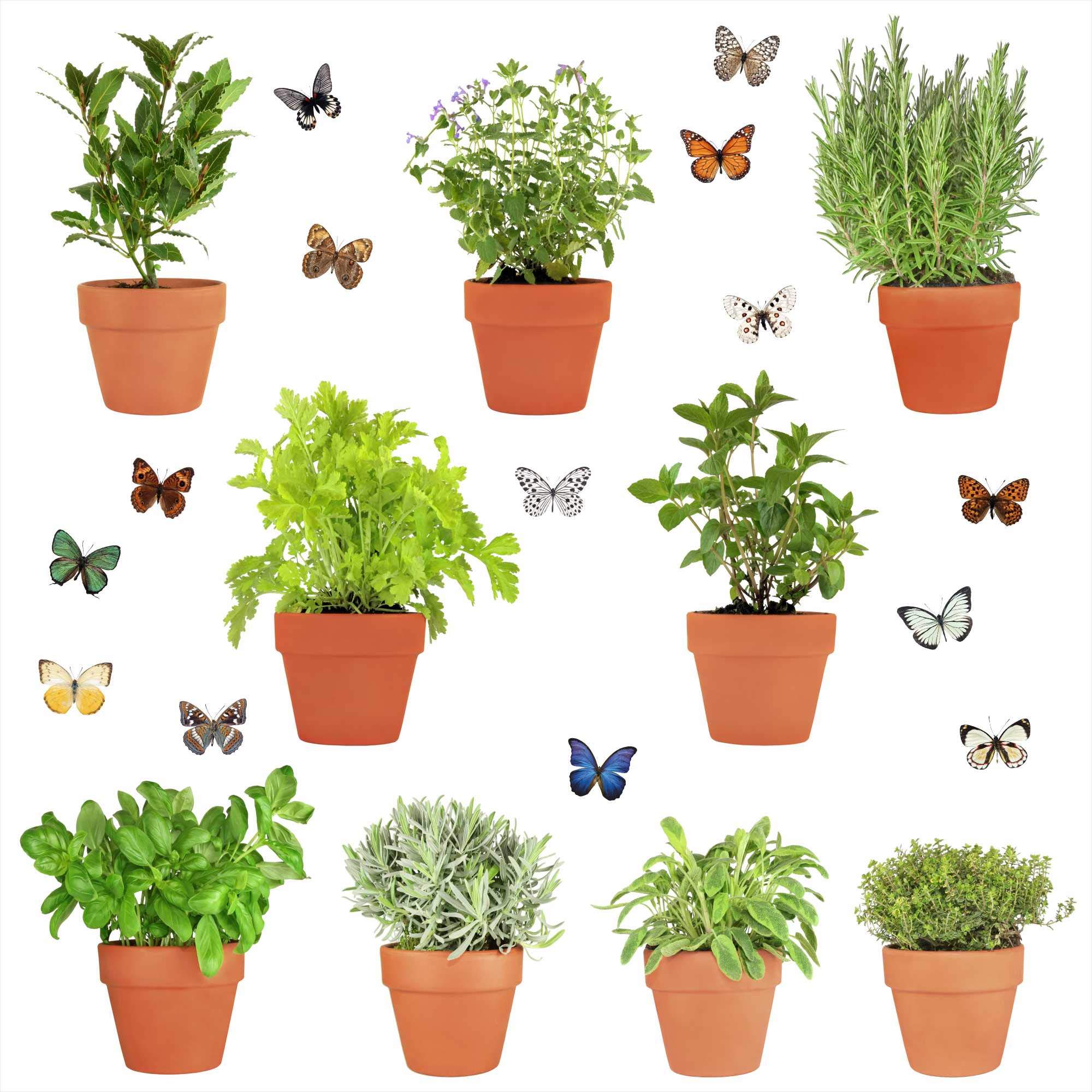 9 adesivi per finestre a forma di erbe aromatiche con 14 farfalle per finestre, non adesivi su entrambi i lati, decalcomanie per vetro