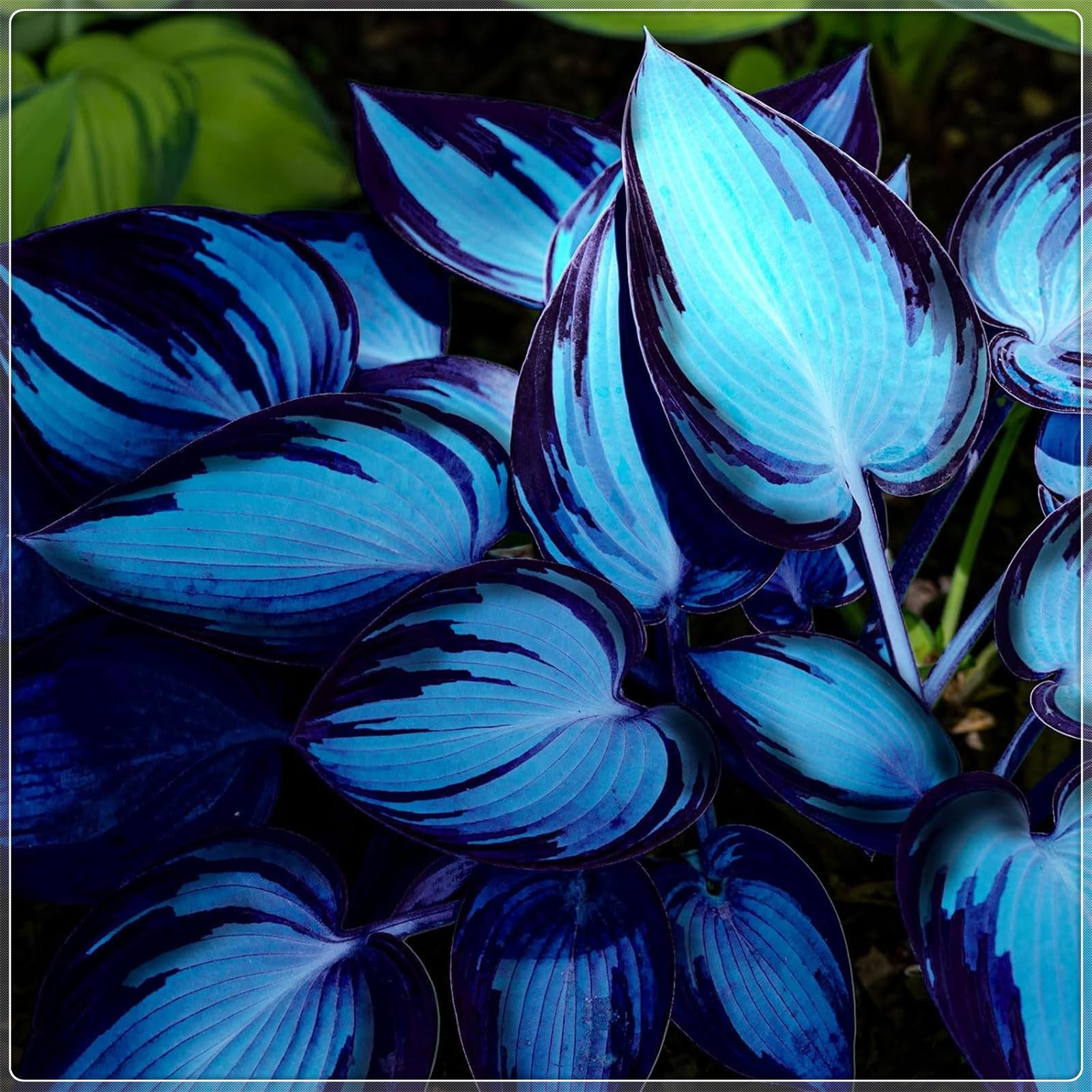 Excellent Display, Greening Flower,Hostas for Planting, Hosta Rhizome，Easy to Plant, Flowering Rhizome,Wedding Flowers, Bloom Year After Year-8 Bulbs-E