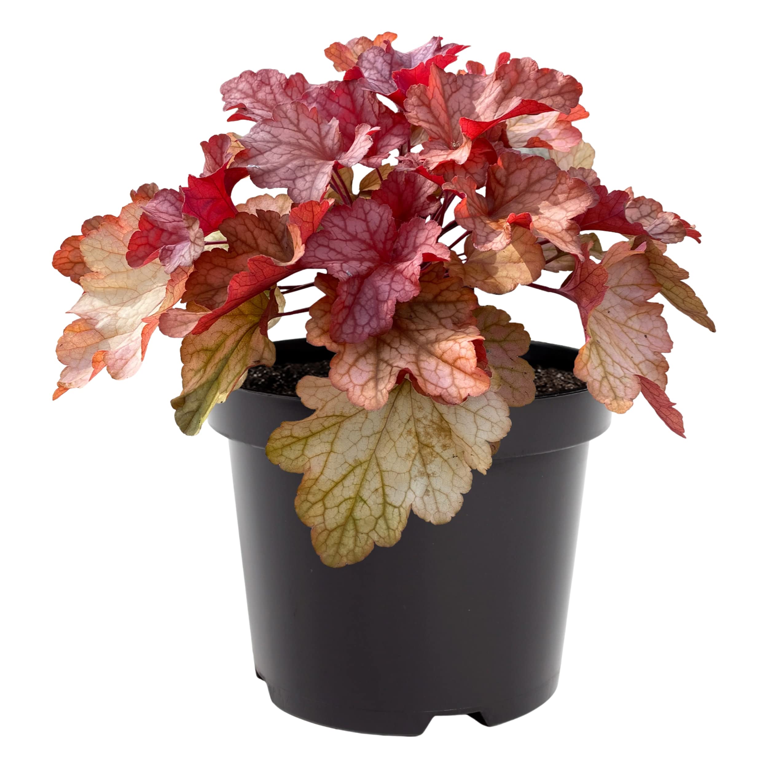 Shades of Red Coral Bells