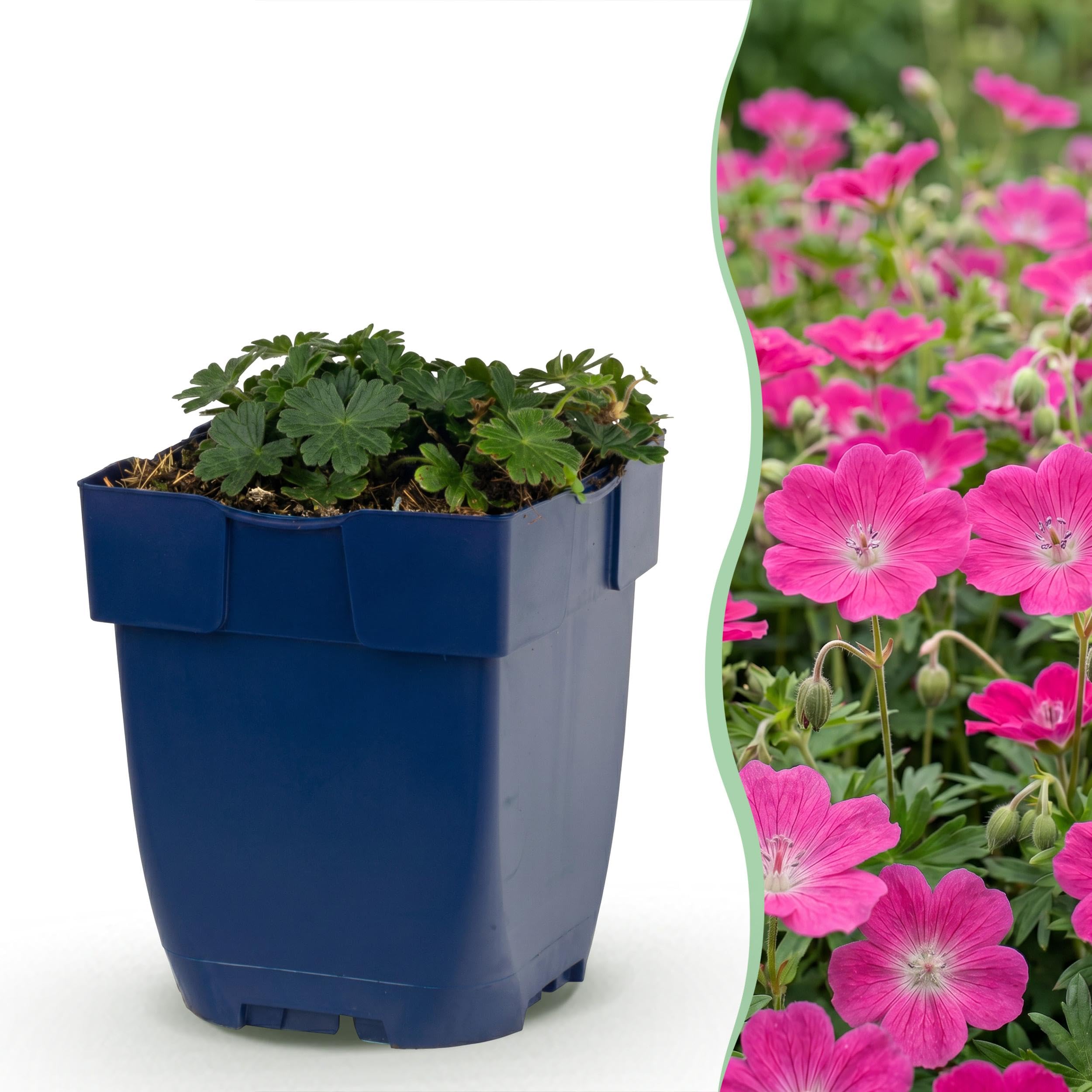 Géranium sang. Max Frei - Bec-de-grue - Couvre-sol - Rose - 12 plants - 15-25cm - Ø11cm - Plante de jardin