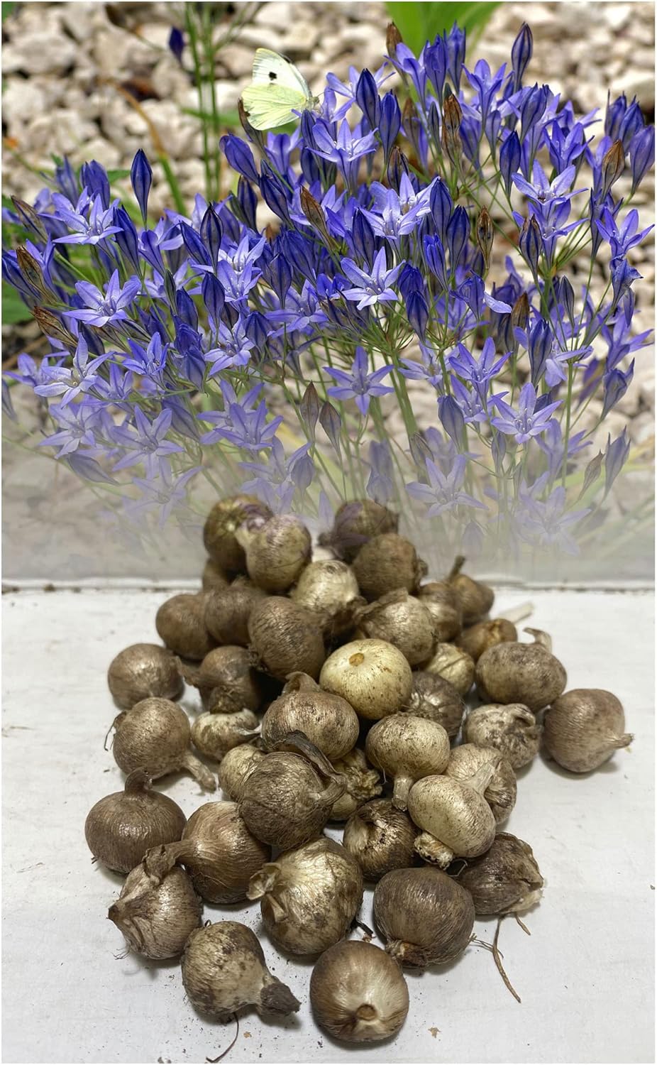 100 Miniature Triteleia Queen Fabiola Bulbs (Brodiaea Laxa) Dwarf