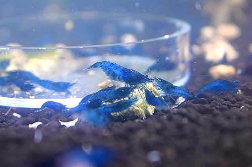 Miniatura 2 de Acuario de agua dulce de camarones vivos - Blue Dream Velvet - Camarones Neocaridina Acuario de agua dulce de camarones vivos de 1/4 a 1/2 pulgada