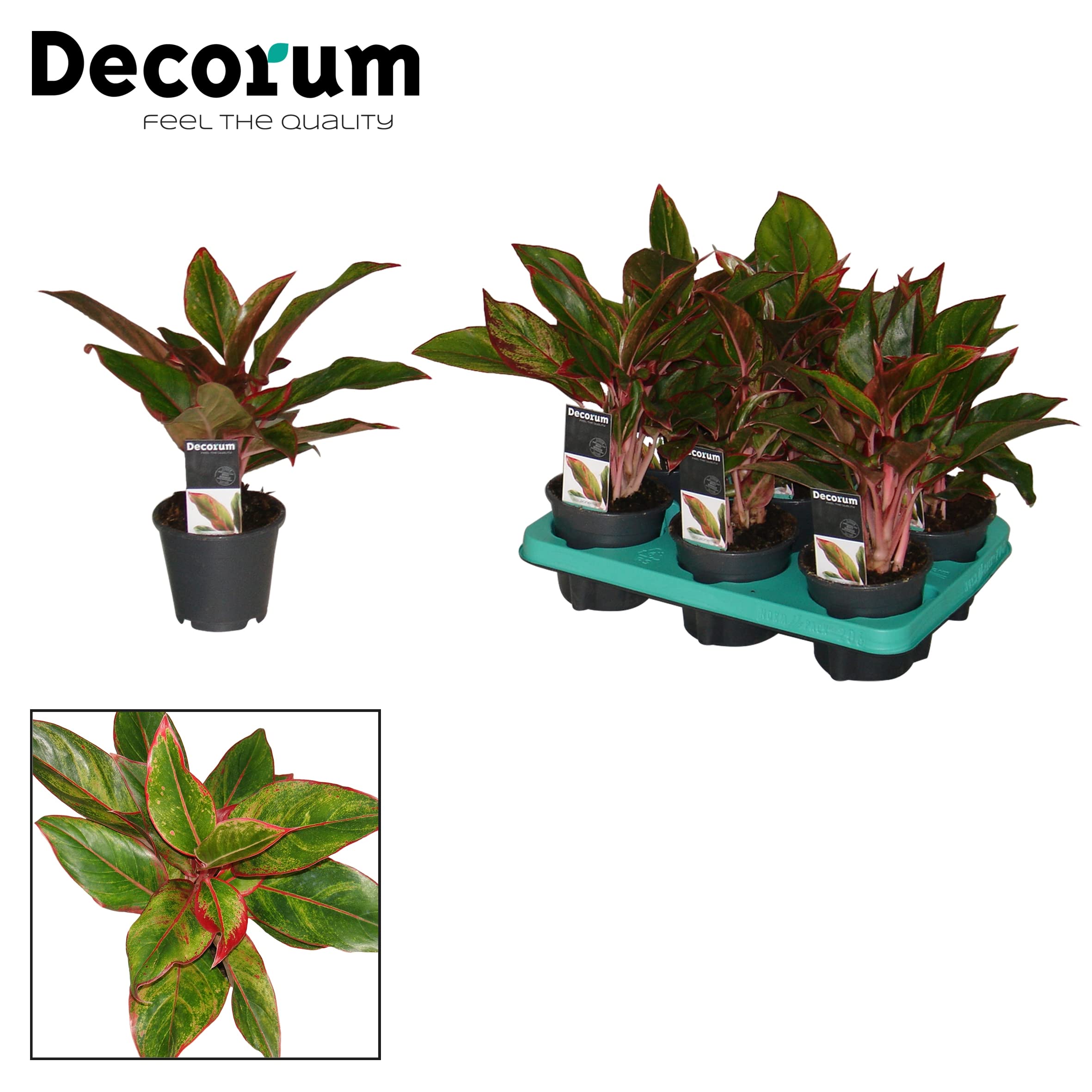 crassula ovata variegata Crassula Ovata Variegated Jade 