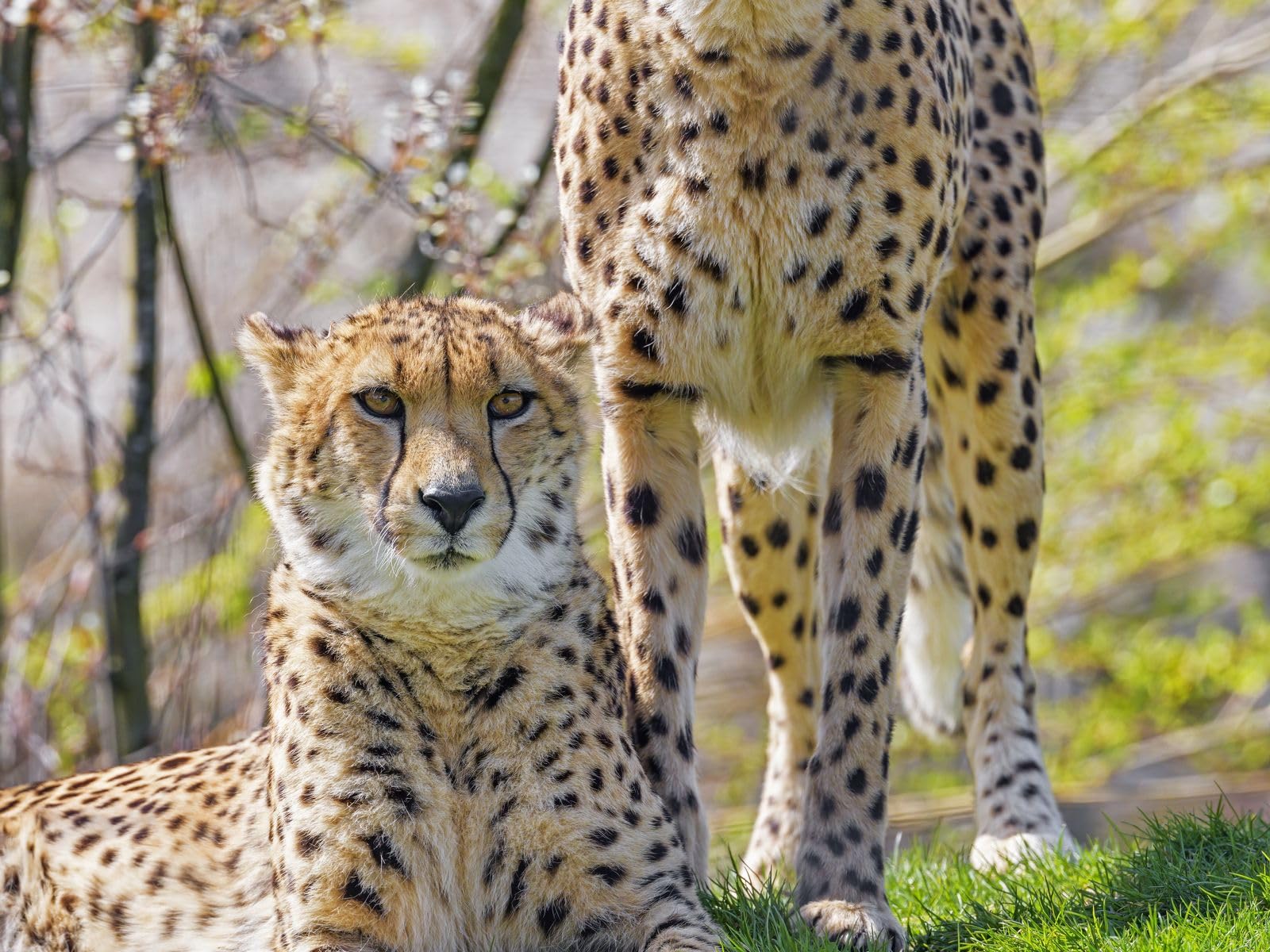 Puzzle 1000 pieces, Impossible Puzzle, Puzzle gift, Cheetahs, animals, predators 26x38CM — image 1