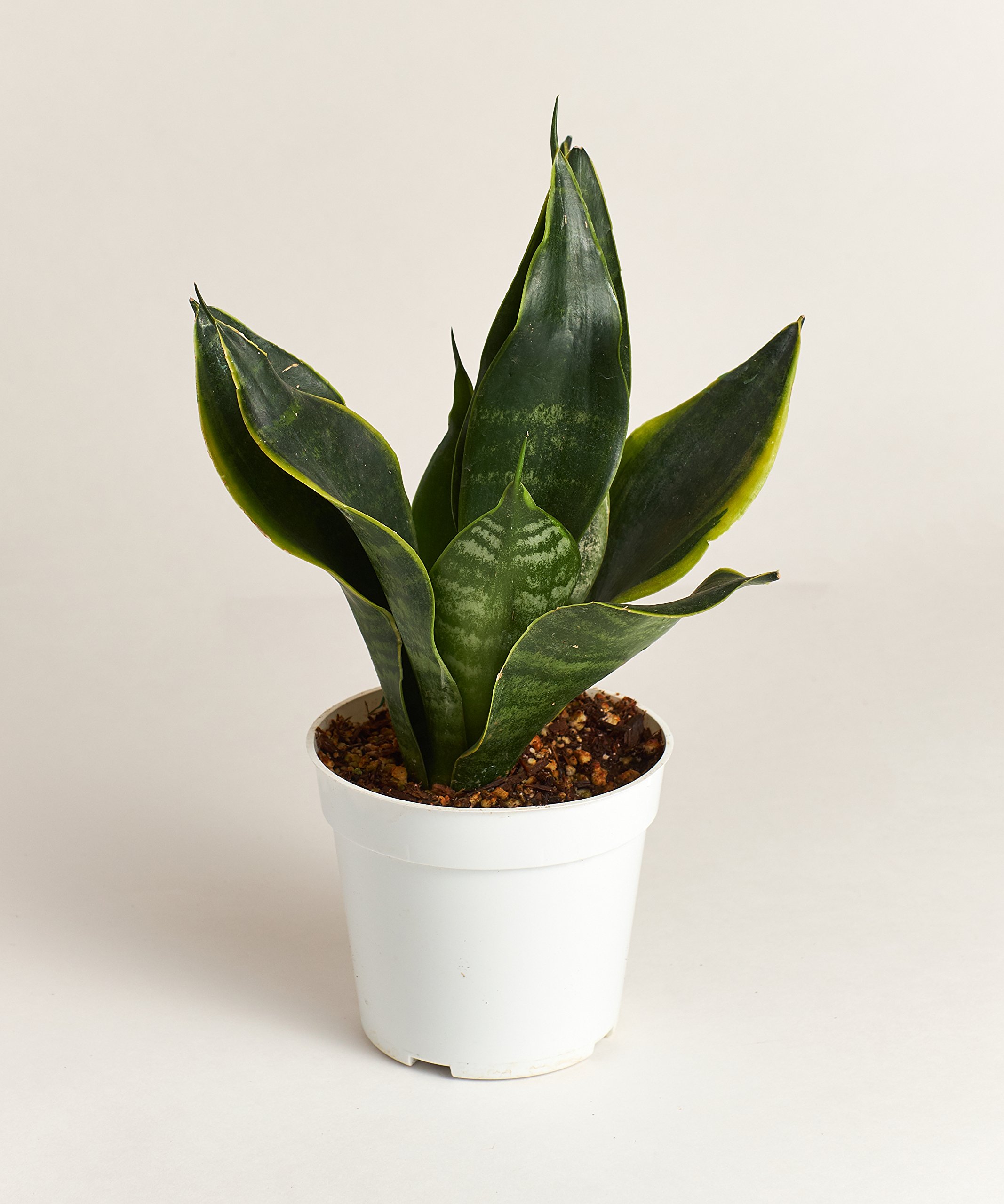 buy variegated snake plant Buy Sansevieria Zeylanica, Snake Plants main image 0