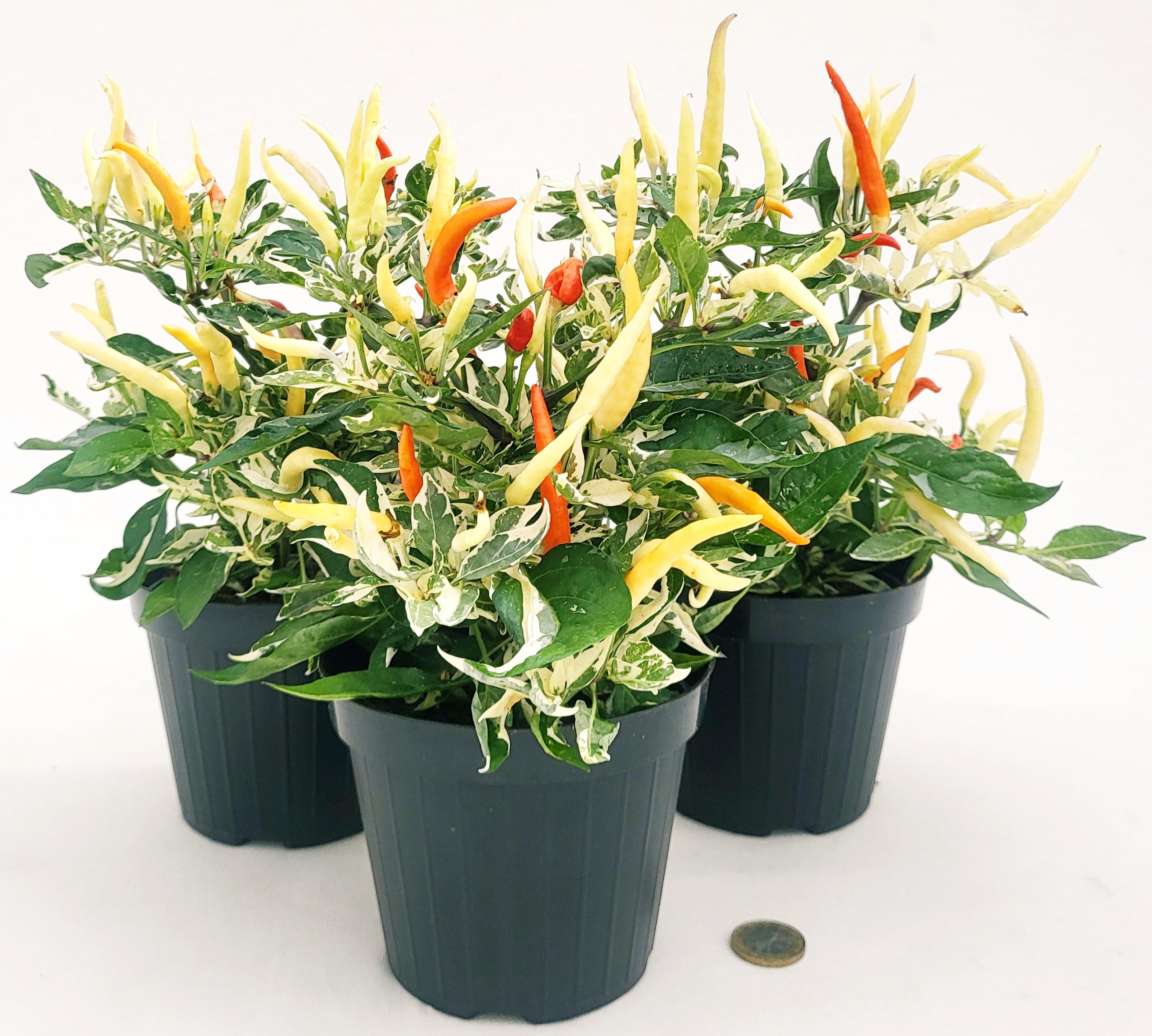 POWERS TO FLOWERS - PEPERONCINO PICCANTE ORNAMENTALE VARIEGATO. PEPERONCINO ROSSO, CAPSICUM. VASO 12CM, 3 PIANTE, piante vere