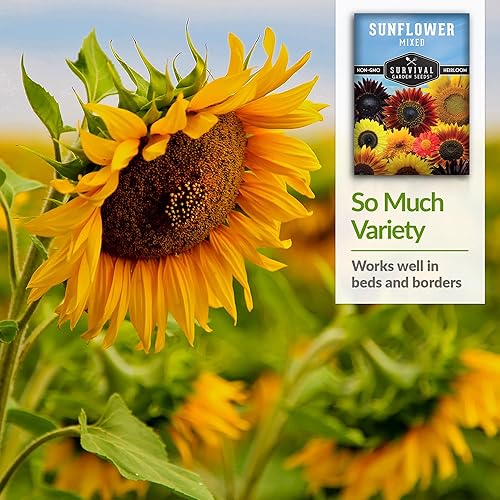 Miniatura 10 de Survival Garden Seeds - Mezcla de semillas de girasol populares para plantar - 2 paquetes con instrucciones para cultivar hermosas flores en tu