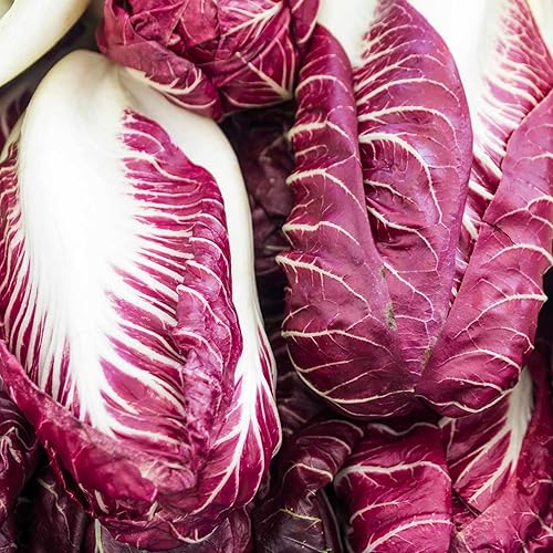 Radicchio Garden Seeds  Variedad Rouge de Verona  1 onza  Semilla de jardinería de verduras tradicionales  Cultiva verduras sin OMG y verduras para