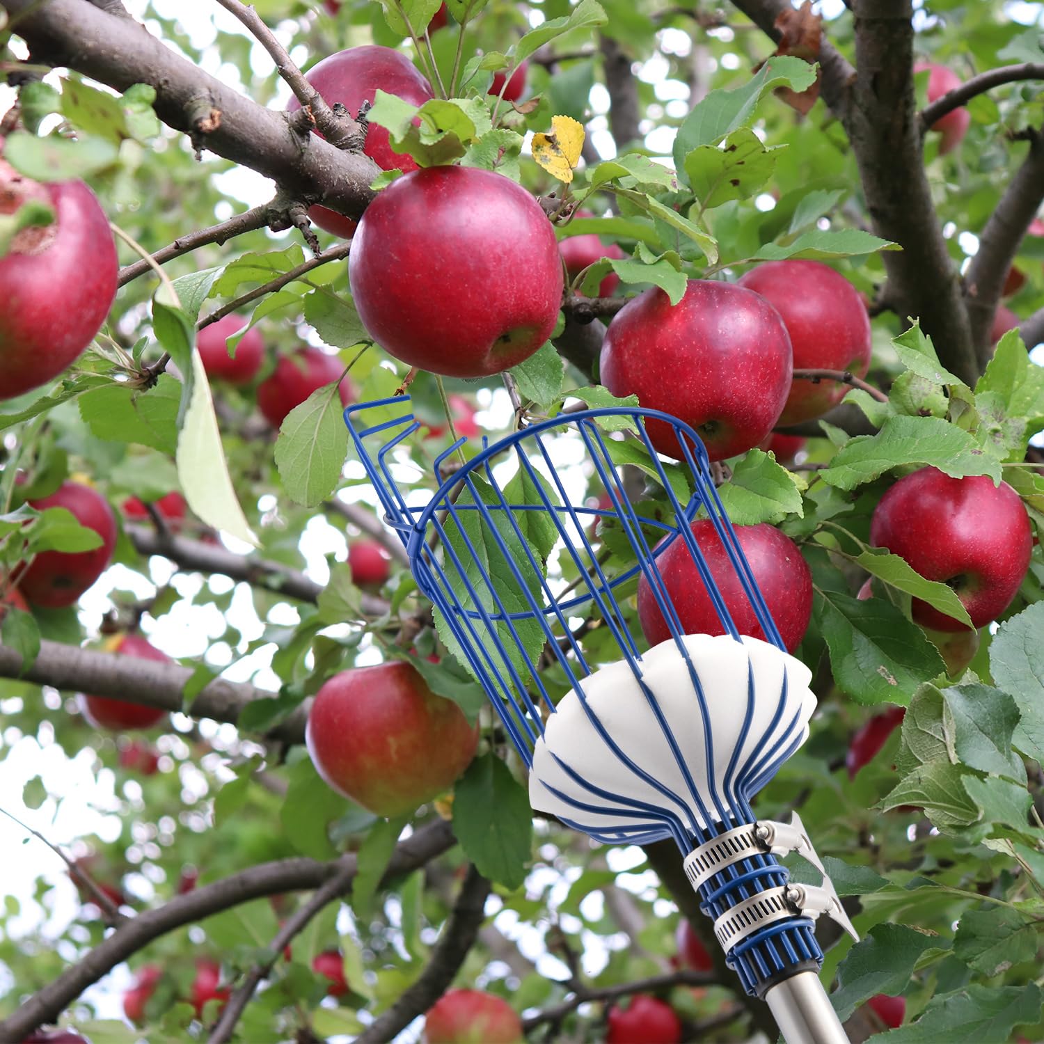 Image secondaire de MaidMAX Cueille-Fruits avec Corbeille et Manche Télescopique 4 Mètres, Pince avec Panier en Acier Inoxydable pour Fruits Pomme O