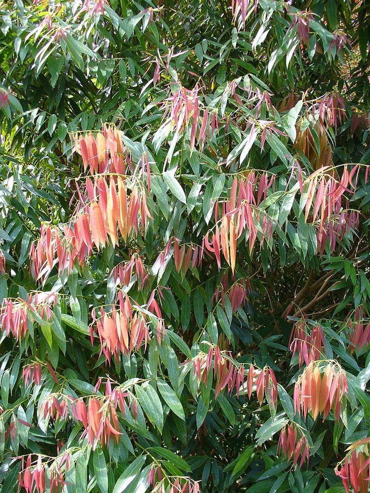 See full amazon price history chart for Mphmi Nursery Delhi Plant NCR Flower of Tripura, Nagkesar - Plant Mphmi Nursery Delhi Plant NCR Flower of Tripura, Nagkesar - Plant (B0BBLT8LVB) Amazon Price History, Amazon Price Tracker