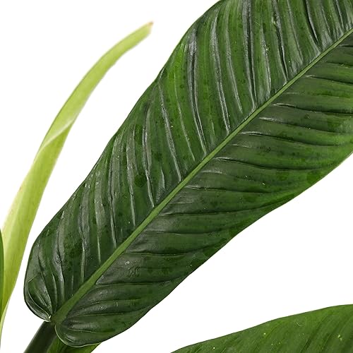 Miniatura 2 de Green Circle Growers Philodendron Campii - Plantas de interior vivas en maceta blanca Quinn de 5 pulgadas, planta de interior