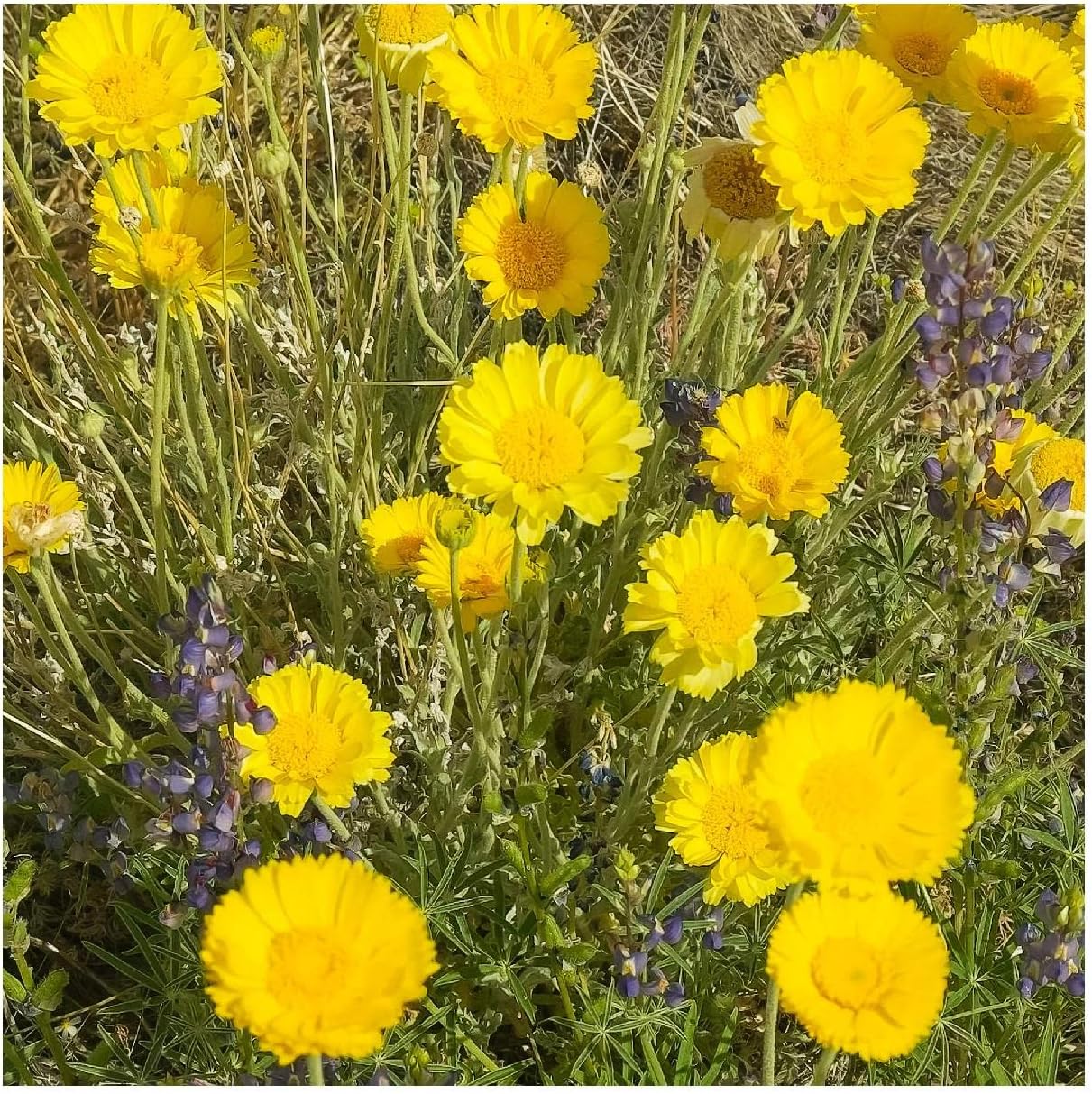 Everwilde Farms - 1 Oz Desert Marigold Native Wildflower Seeds - Gold Vault